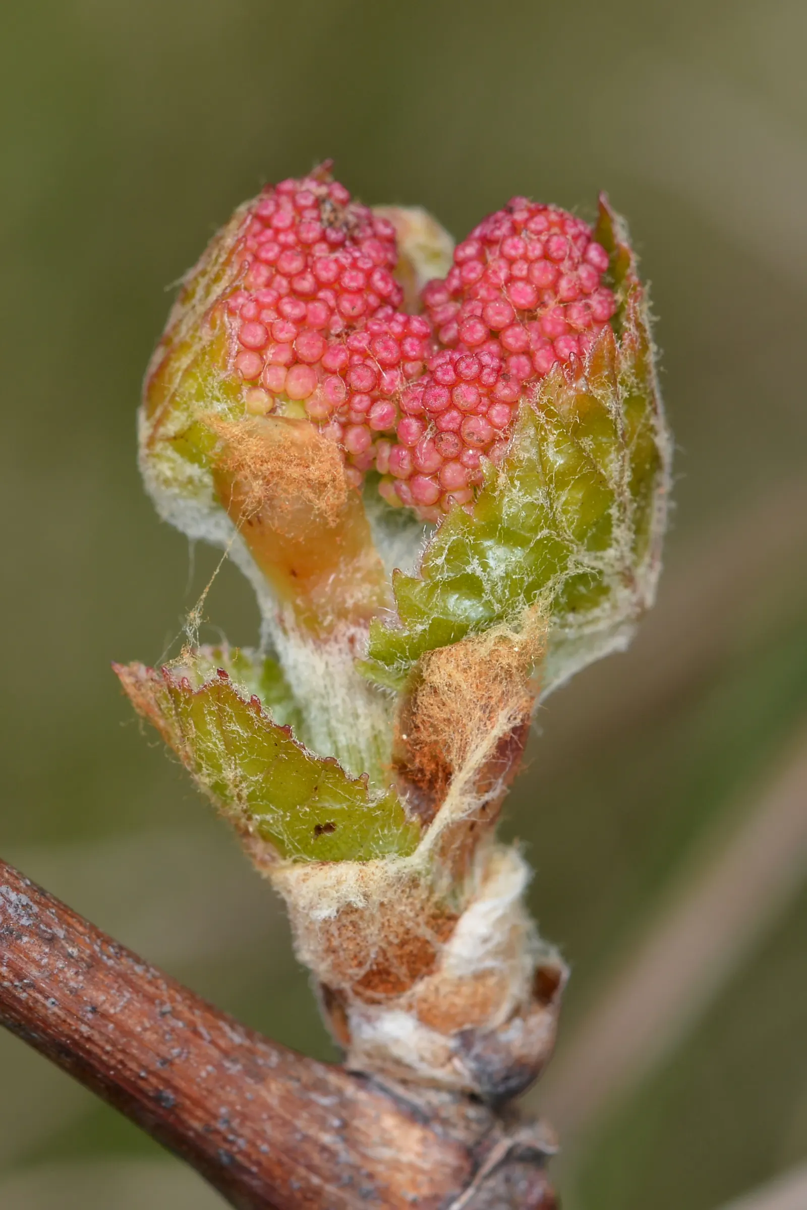 Riverbank Grape (Vitis Riparia) — The vine produces small greenish-white flowers during late spring