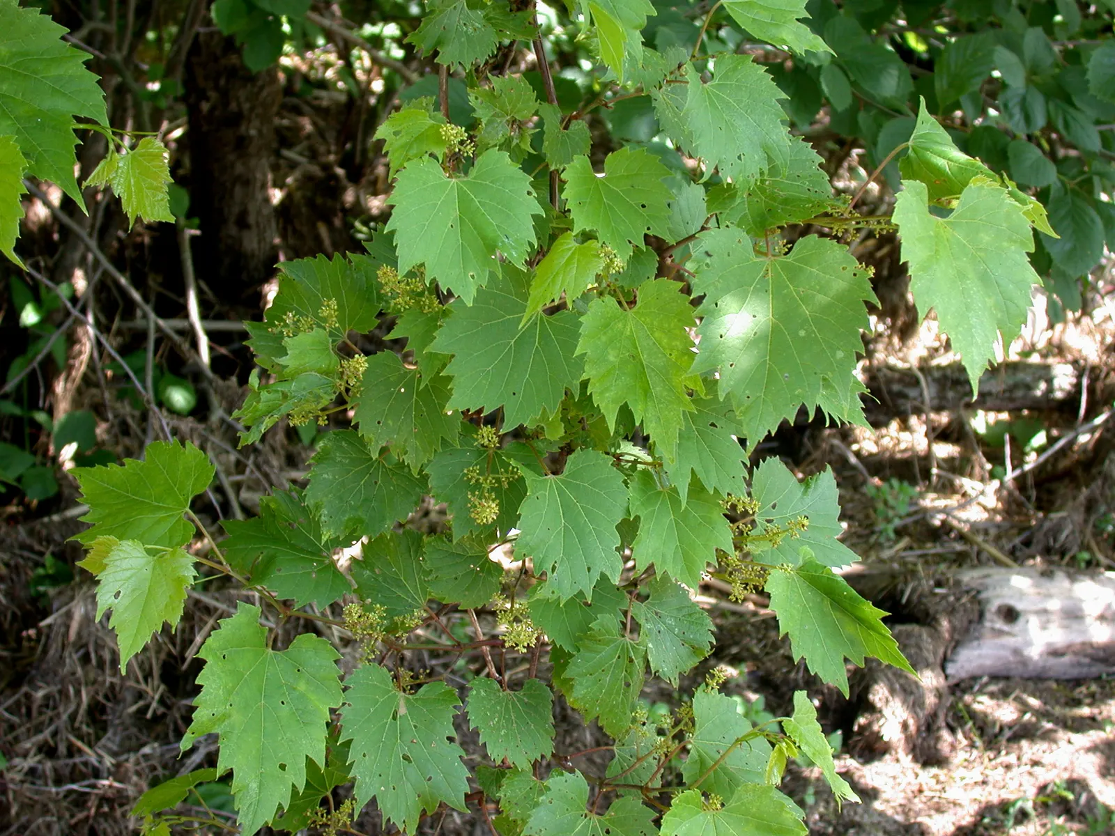 Riverbank Grape (Vitis Riparia) — reducing the risk of disease