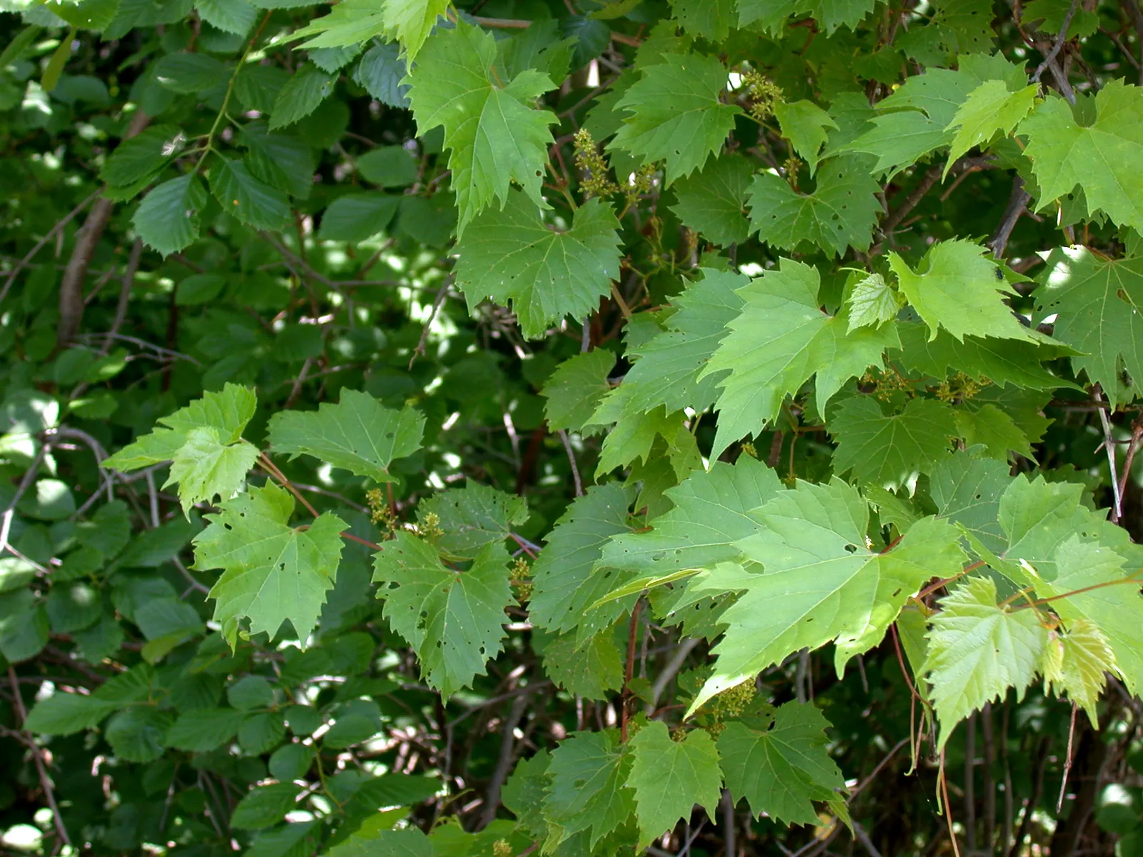 Riverbank Grape (Vitis Riparia) — It is resilient across USDA hardiness zones 3 through 9
