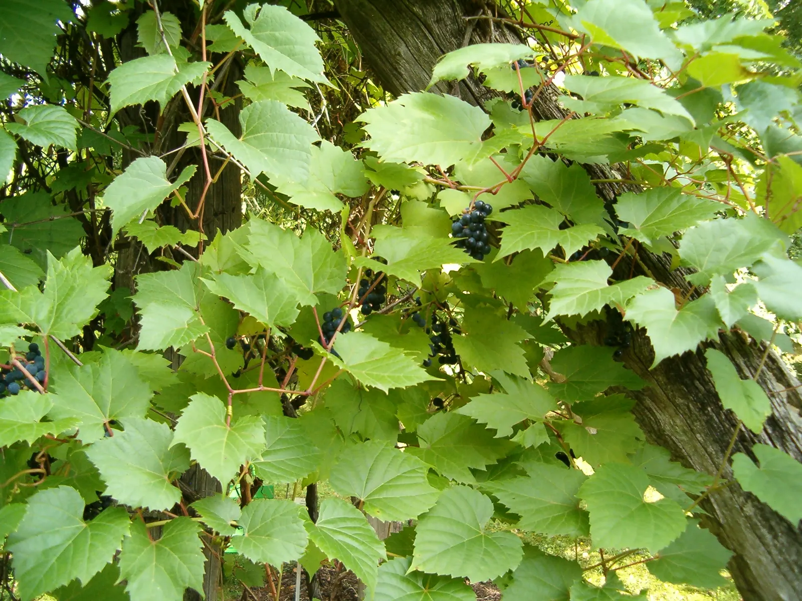 Riverbank Grape (Vitis Riparia) — While it enjoys full sun to part shade, proper exposure ensures optimal fruit production; signifying its tolerance to a range