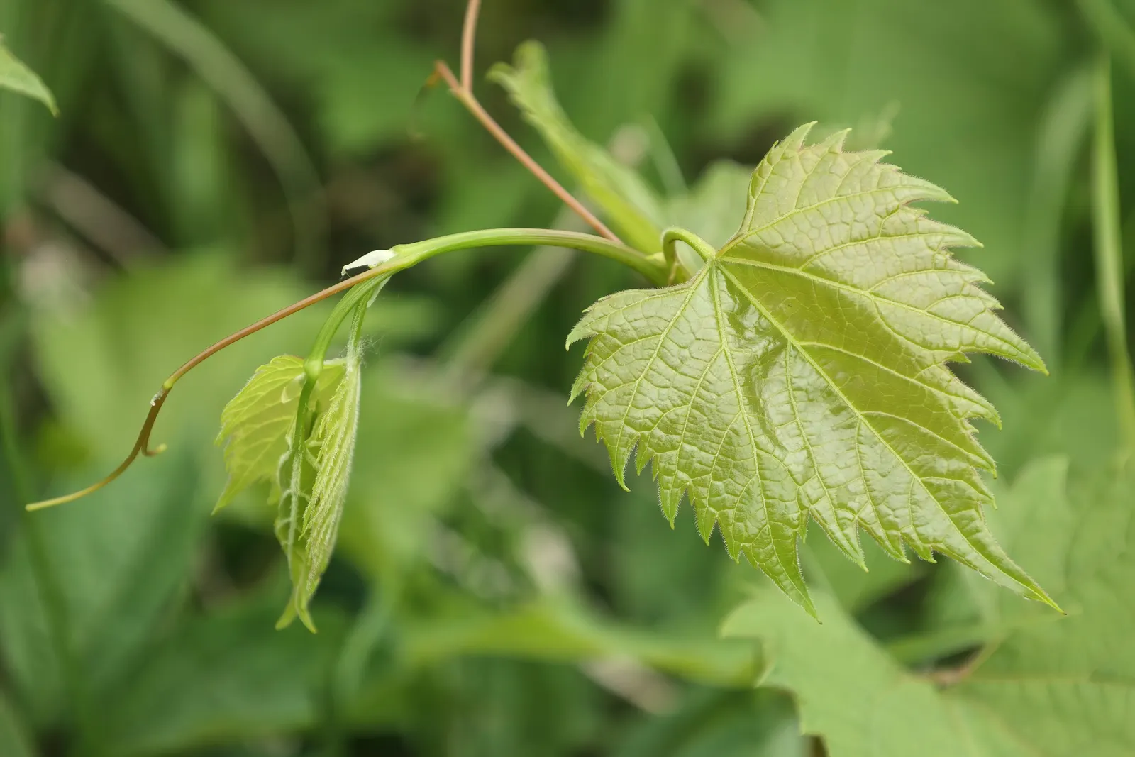 Riverbank Grape (Vitis Riparia) — followed by clusters of dark purple grape berries