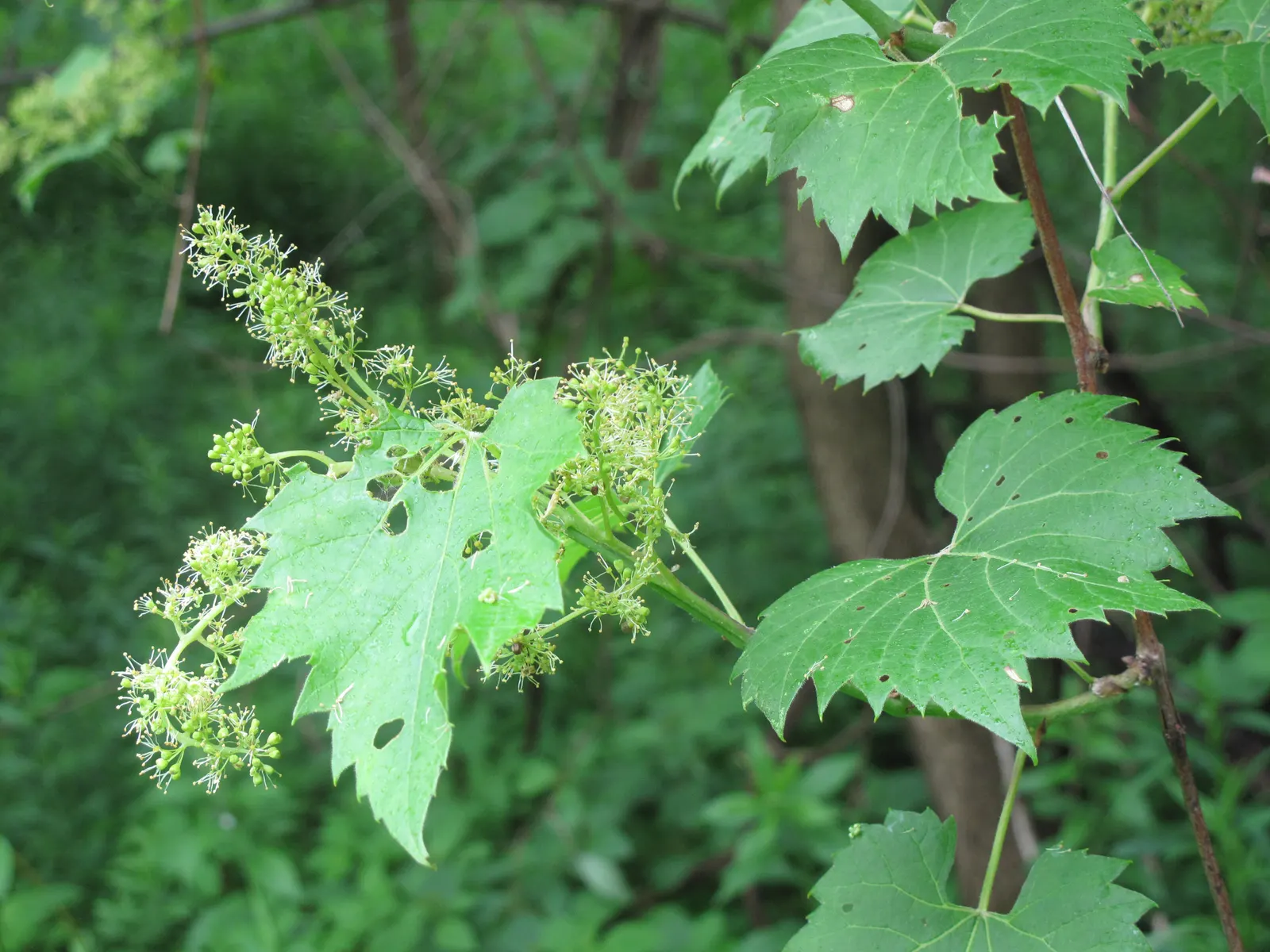 Riverbank Grape (Vitis Riparia) — Vitis riparia, commonly known as Riverbank Grape, is a robust native vine that thrives in riversides