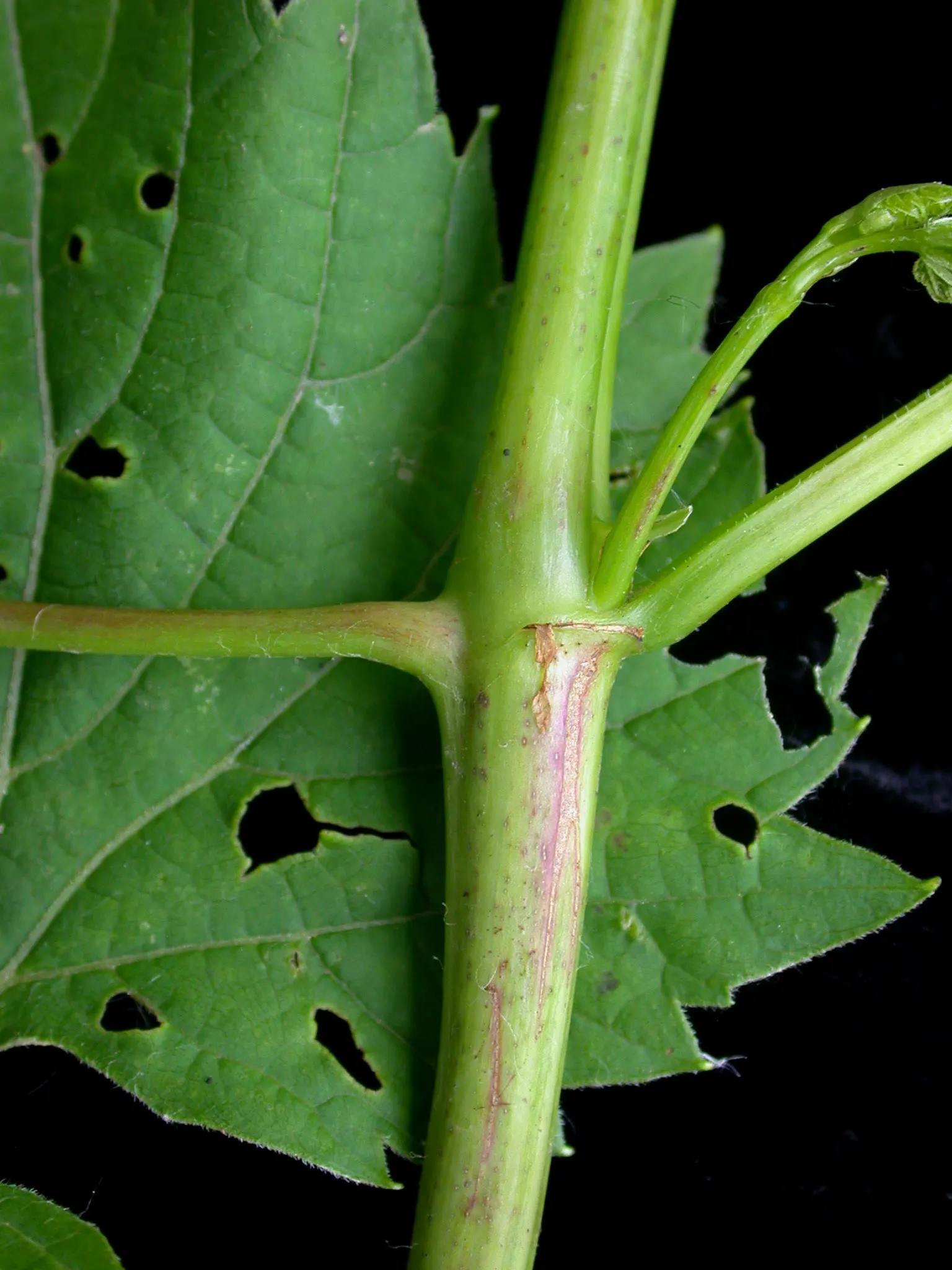 Riverbank Grape (Vitis Riparia) — It is resilient across USDA hardiness zones 3 through 9; vine with green and white blooms