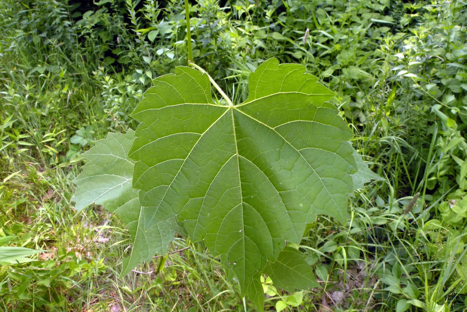 Riverbank Grape (Vitis Riparia) — which enable it to grasp and ascend structures and other vegetation