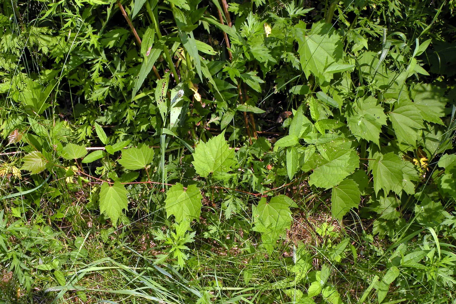 Riverbank Grape (Vitis Riparia) — Its leaves span 4-7 inches, turning vibrant yellow in fall