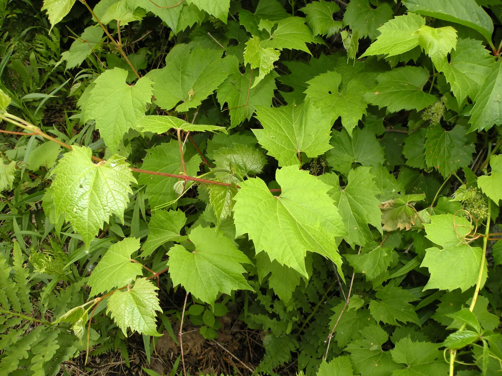 Riverbank Grape (Vitis Riparia) — including birds and small mammals
