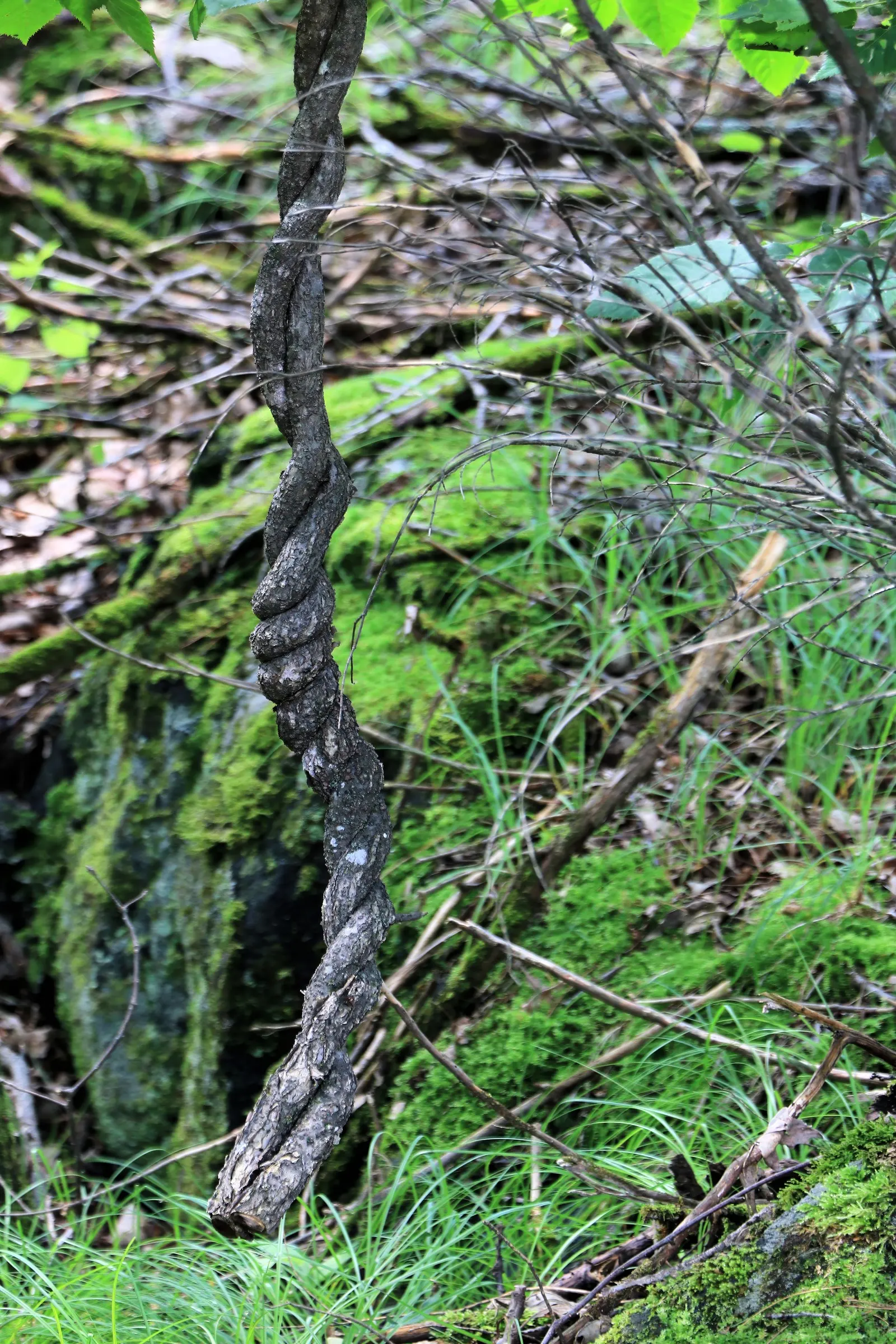 Riverbank Grape (Vitis Riparia) — It can rapidly ascend to 50 feet with its strong tendrils, providing dense foliage coverage; it is resilient across USDA