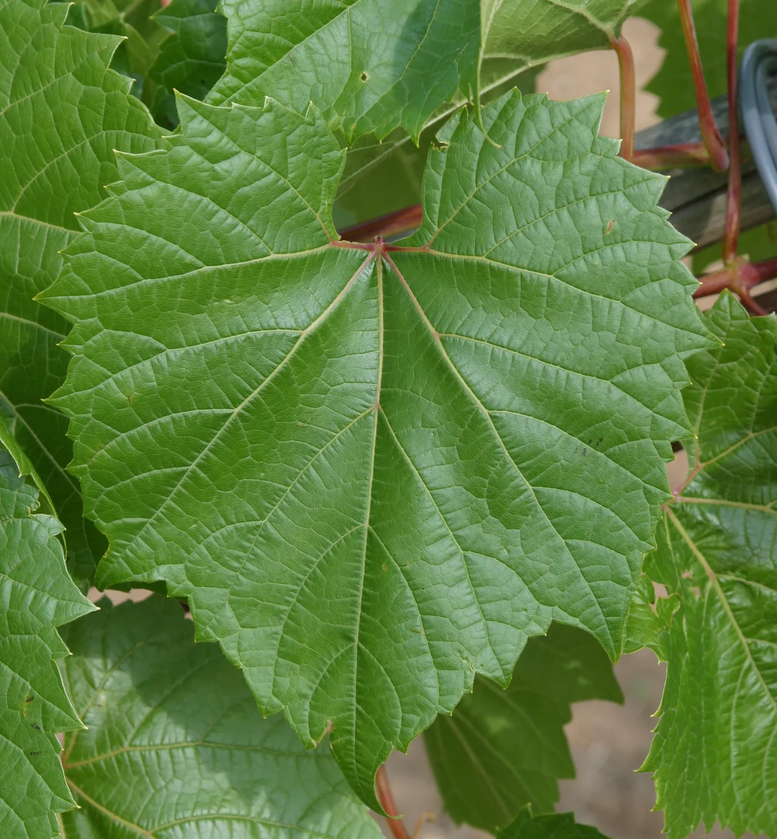 Riverbank Grape (Vitis Riparia) — Its leaves span 4-7 inches, turning vibrant yellow in fall; including birds and small mammals, image 53