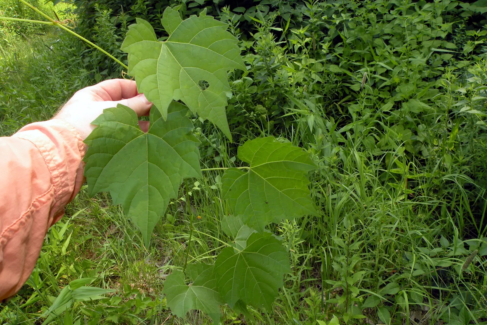 Riverbank Grape (Vitis Riparia) — contributing both aesthetic and ecological benefits to the landscape
