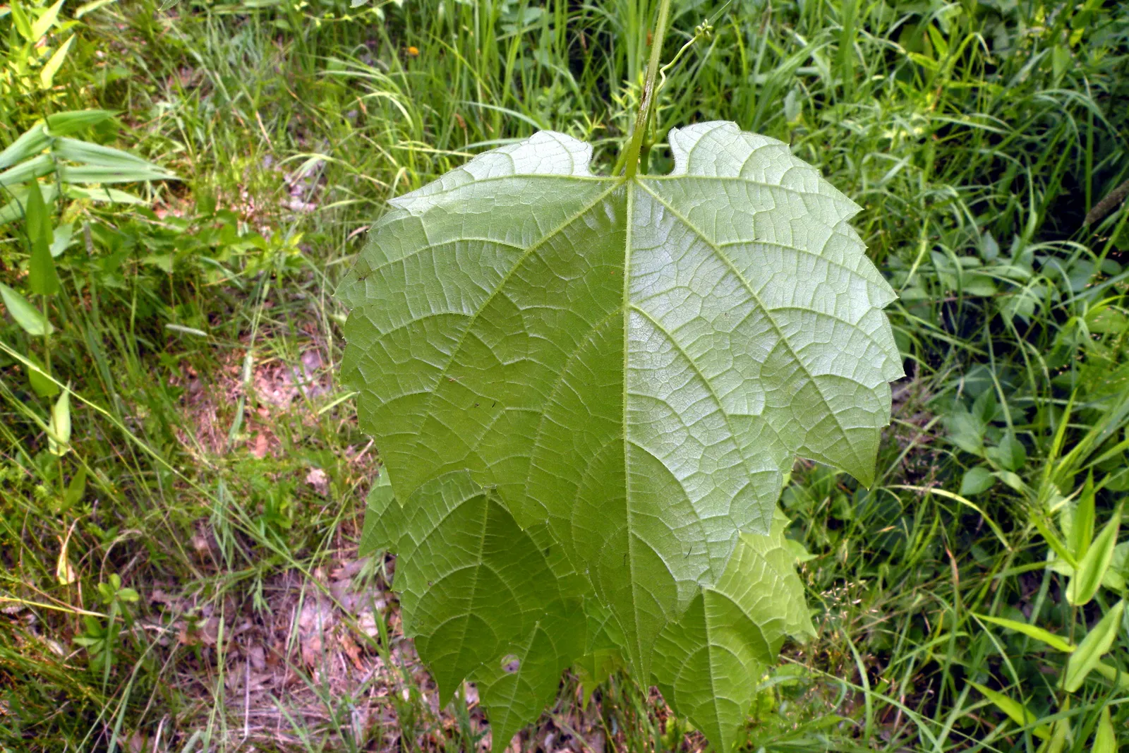 Riverbank Grape (Vitis Riparia) — In late spring, it bears inconspicuous flowers, followed by small, tart, purple grapes that attract wildlife