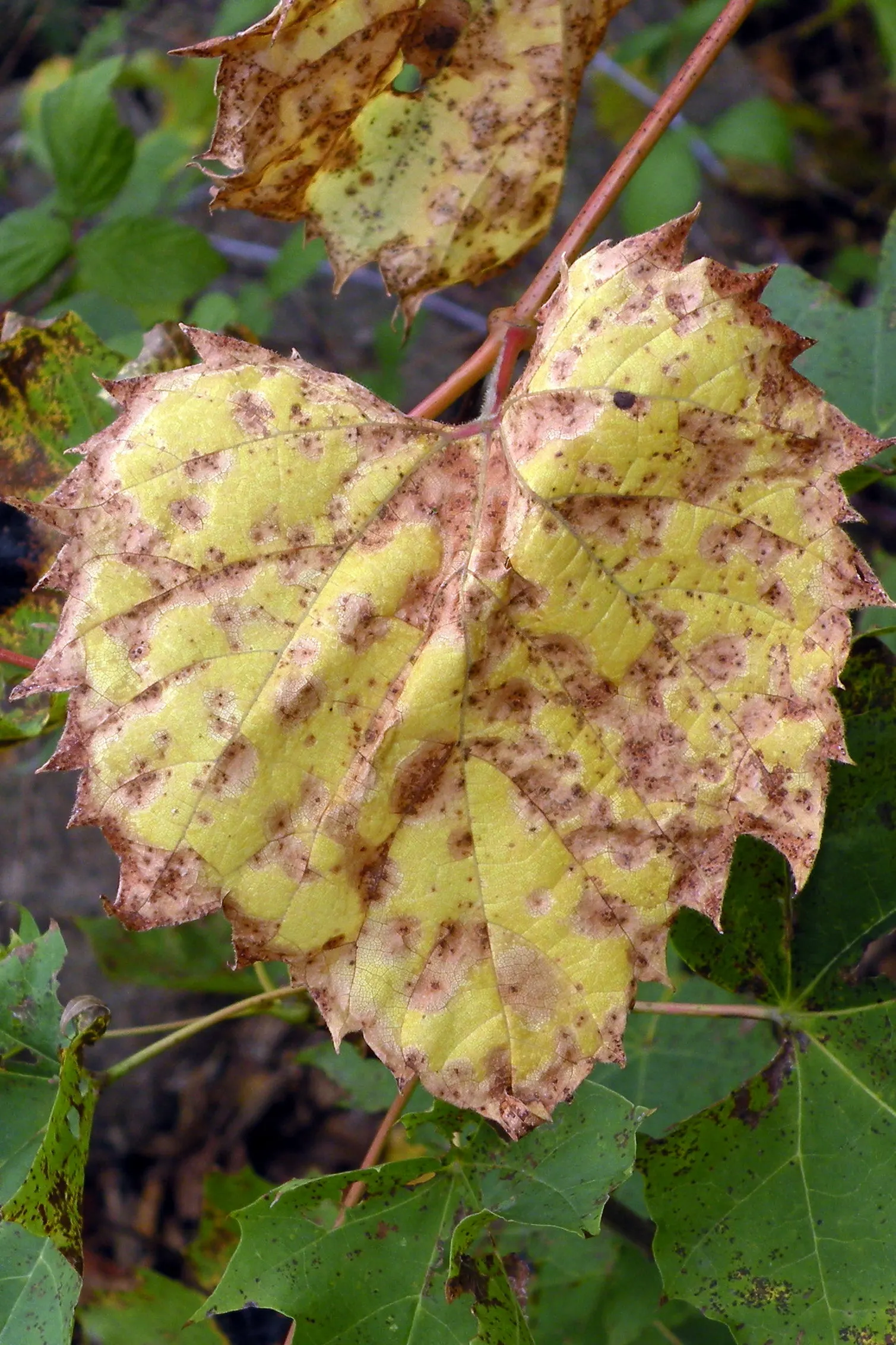 Riverbank Grape (Vitis Riparia) — These grapes are about 1/4 inch in diameter and appeal to a variety of wildlife
