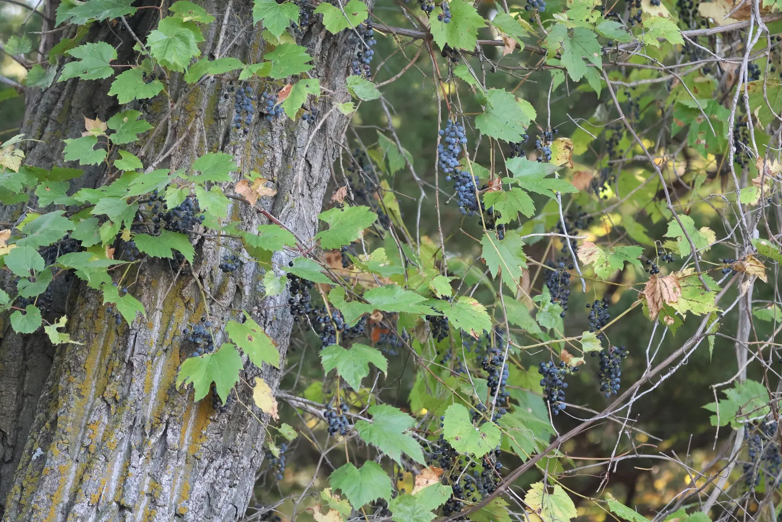 Riverbank Grape (Vitis Riparia) — up to 6-inch-wide leaves that transition to vibrant hues of yellow and reddish-purple come fall; while it enjoys full sun to