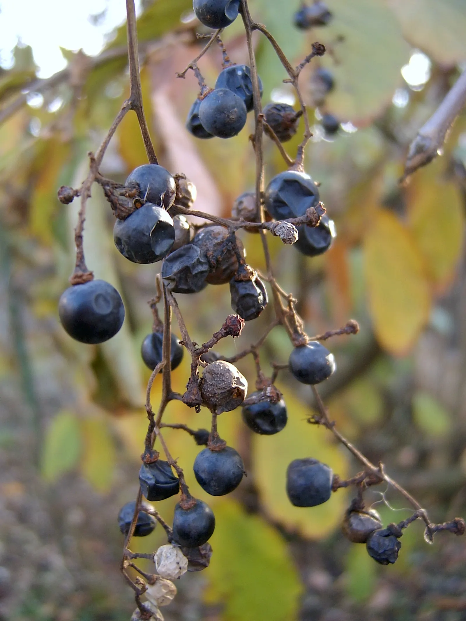 Riverbank Grape (Vitis Riparia) — Vitis riparia's rapid growth and extensive coverage make it an excellent choice for covering arbors; reducing the risk of