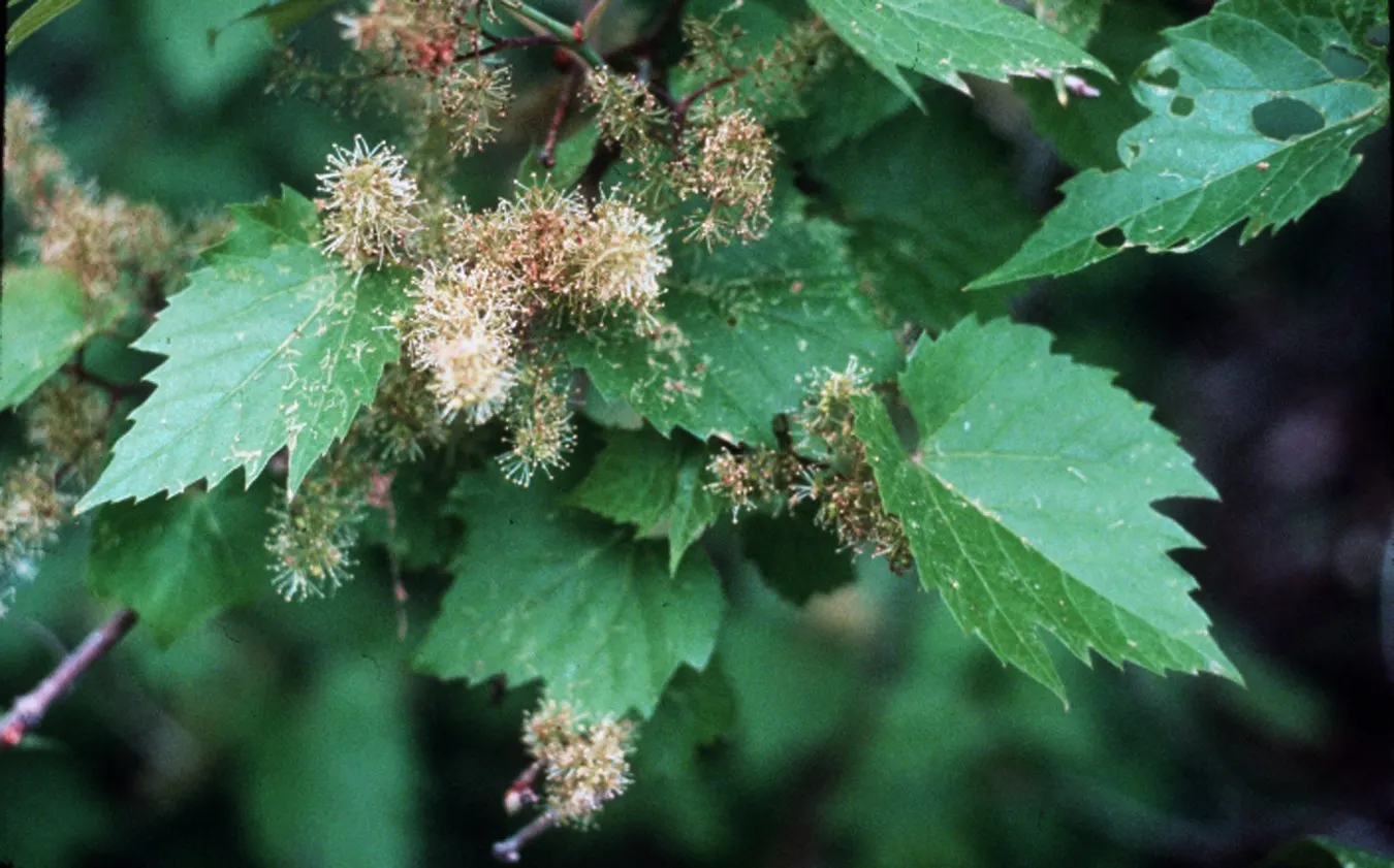 Riverbank Grape (Vitis Riparia) — Vitis riparia, commonly known as Riverbank Grape, is a robust native vine that thrives in riversides; in late spring, it