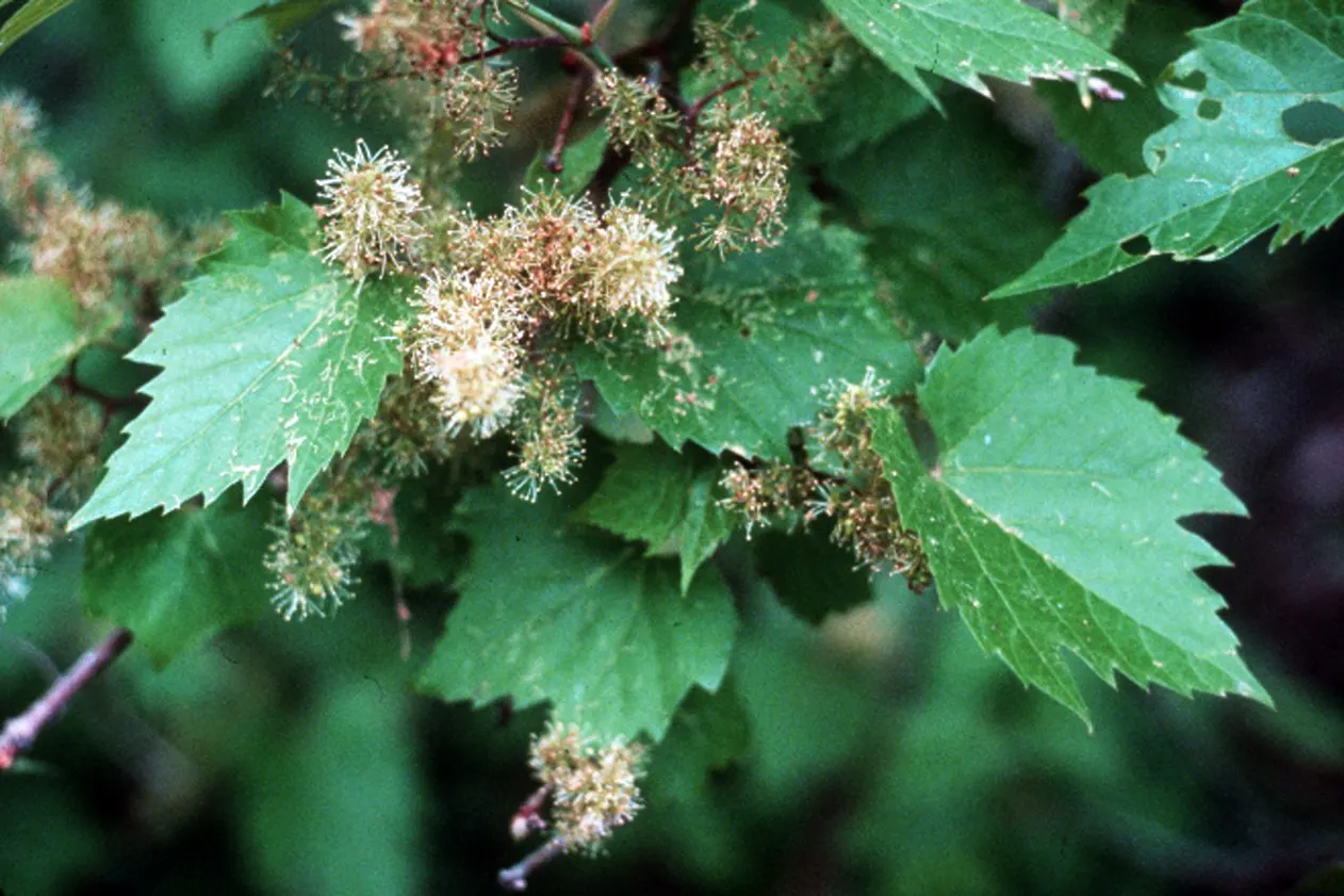 Riverbank Grape (Vitis Riparia) — is a native North American climber known for its ability to thrive in a variety of soil types; vitis riparia's rapid growth