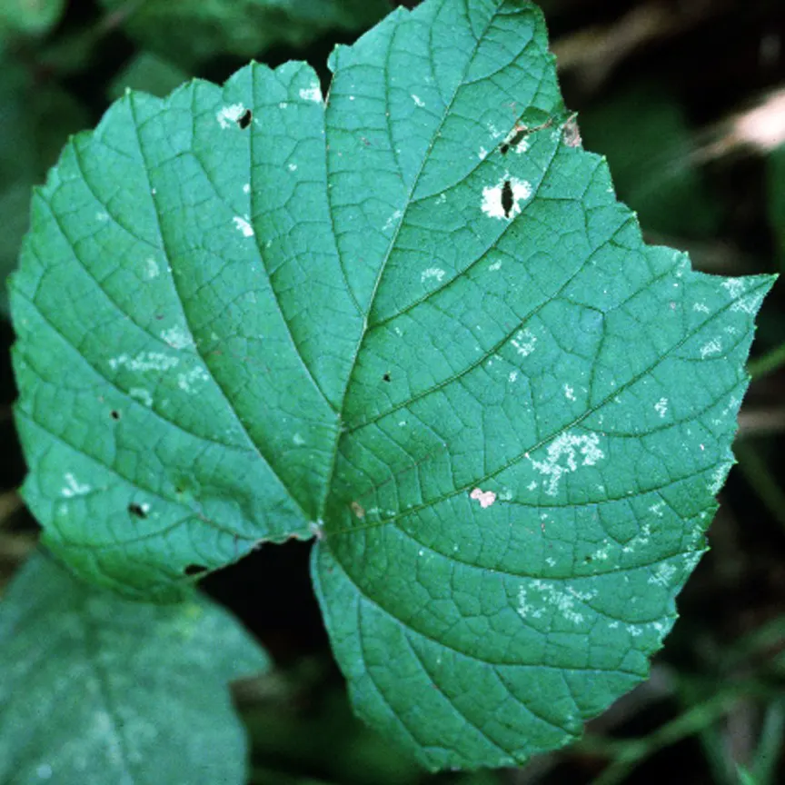 Riverbank Grape (Vitis Riparia) — Vitis riparia, commonly known as Riverbank Grape, is a robust native vine that thrives in riversides; in late, image 51