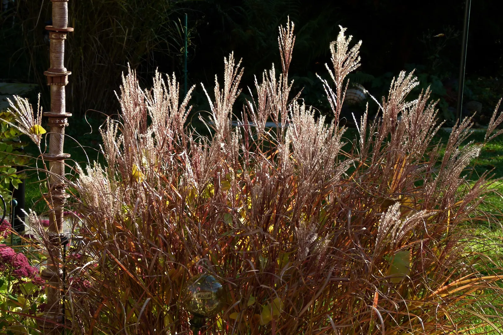 Ferner Osten Dwarf Maiden Grass (Miscanthus Sinensis 'Ferner Osten') — This compact variety reaches 3-4 feet tall and 2-3 feet wide, showcasing narrow, arching