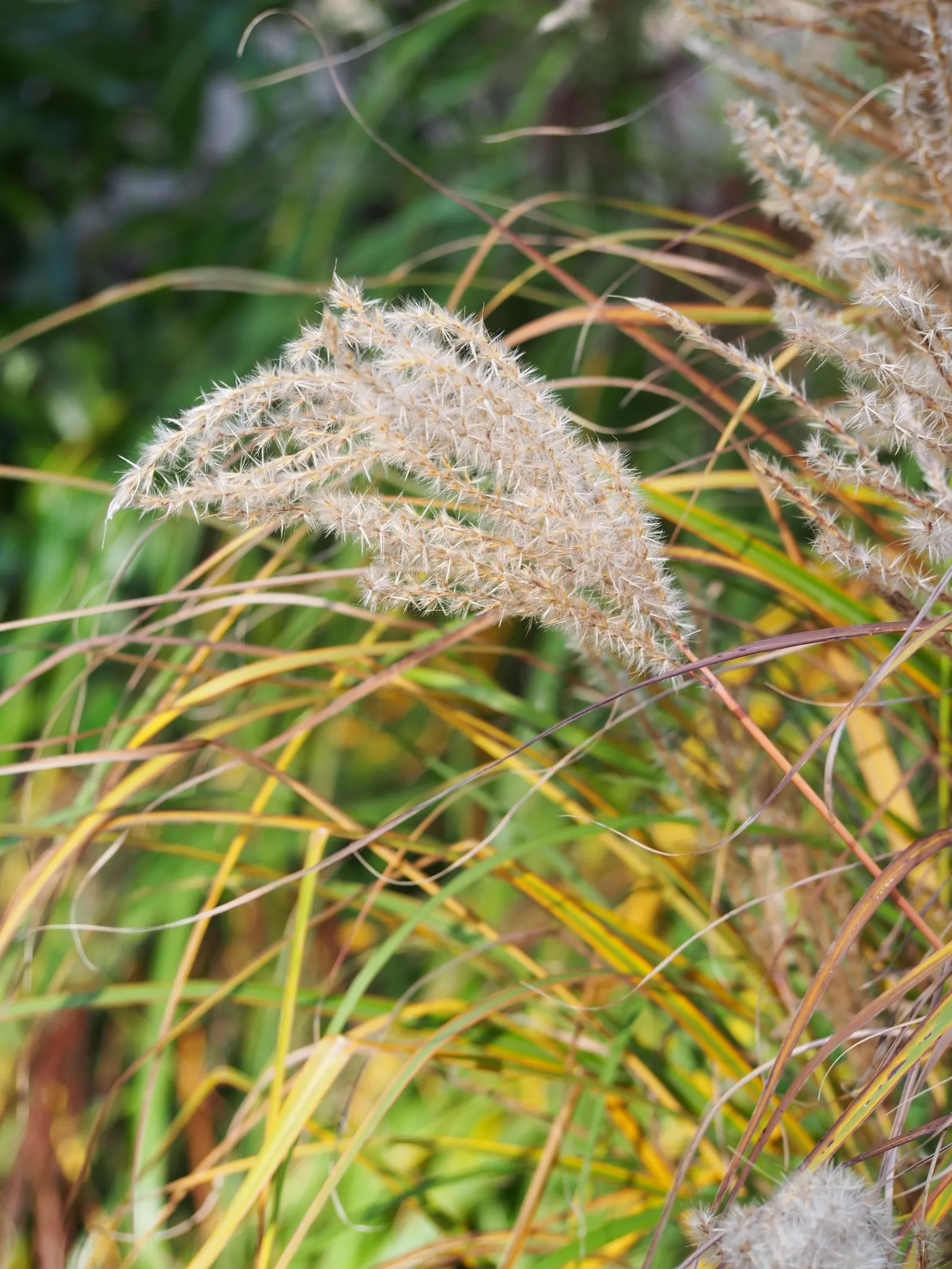 Ferner Osten Dwarf Maiden Grass (Miscanthus Sinensis 'Ferner Osten') — Come autumn, striking feathery reddish-brown plumes rise above the foliage