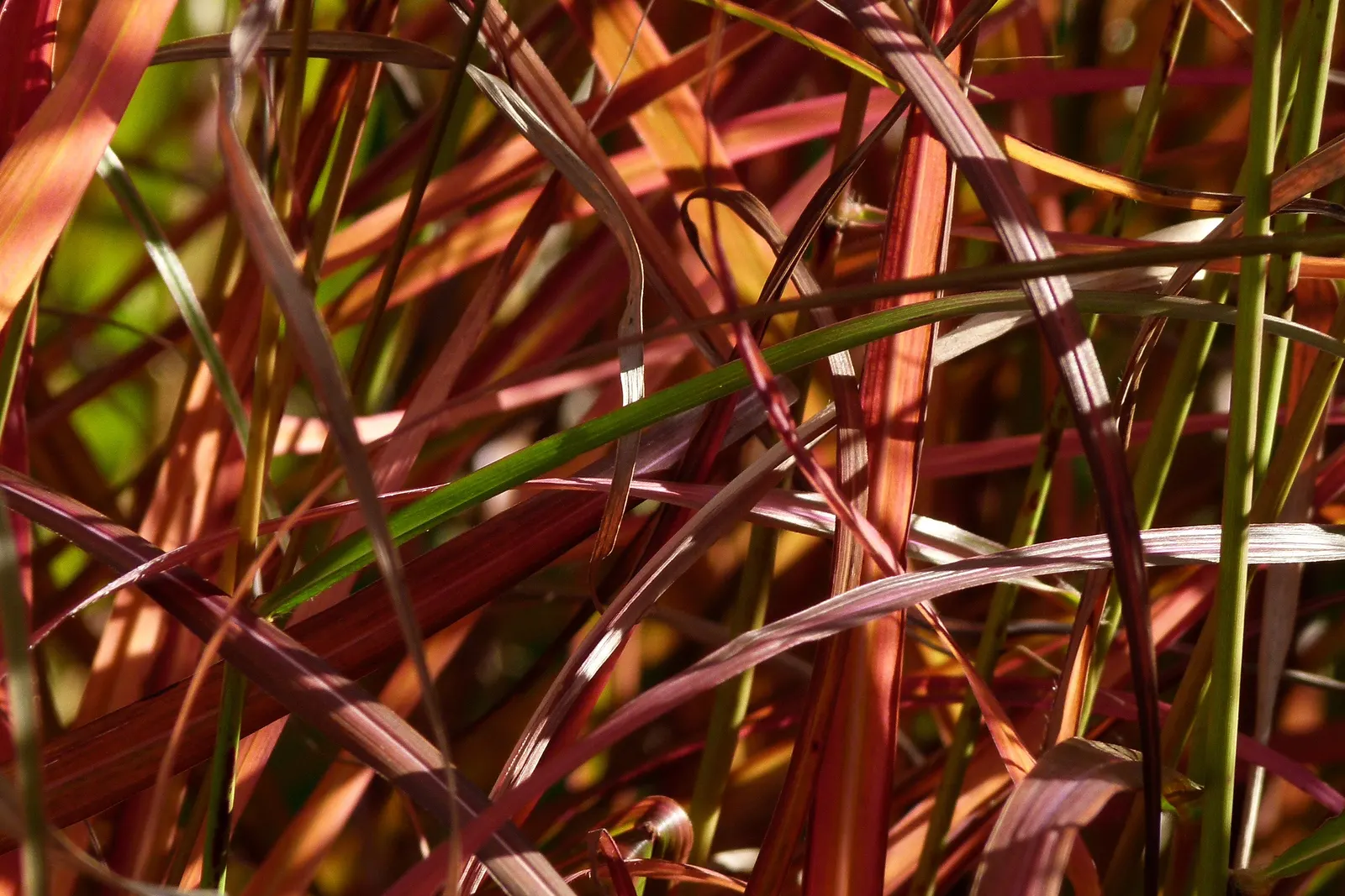 Ferner Osten Dwarf Maiden Grass (Miscanthus Sinensis 'Ferner Osten') — Ideal for borders and focal points in garden designs