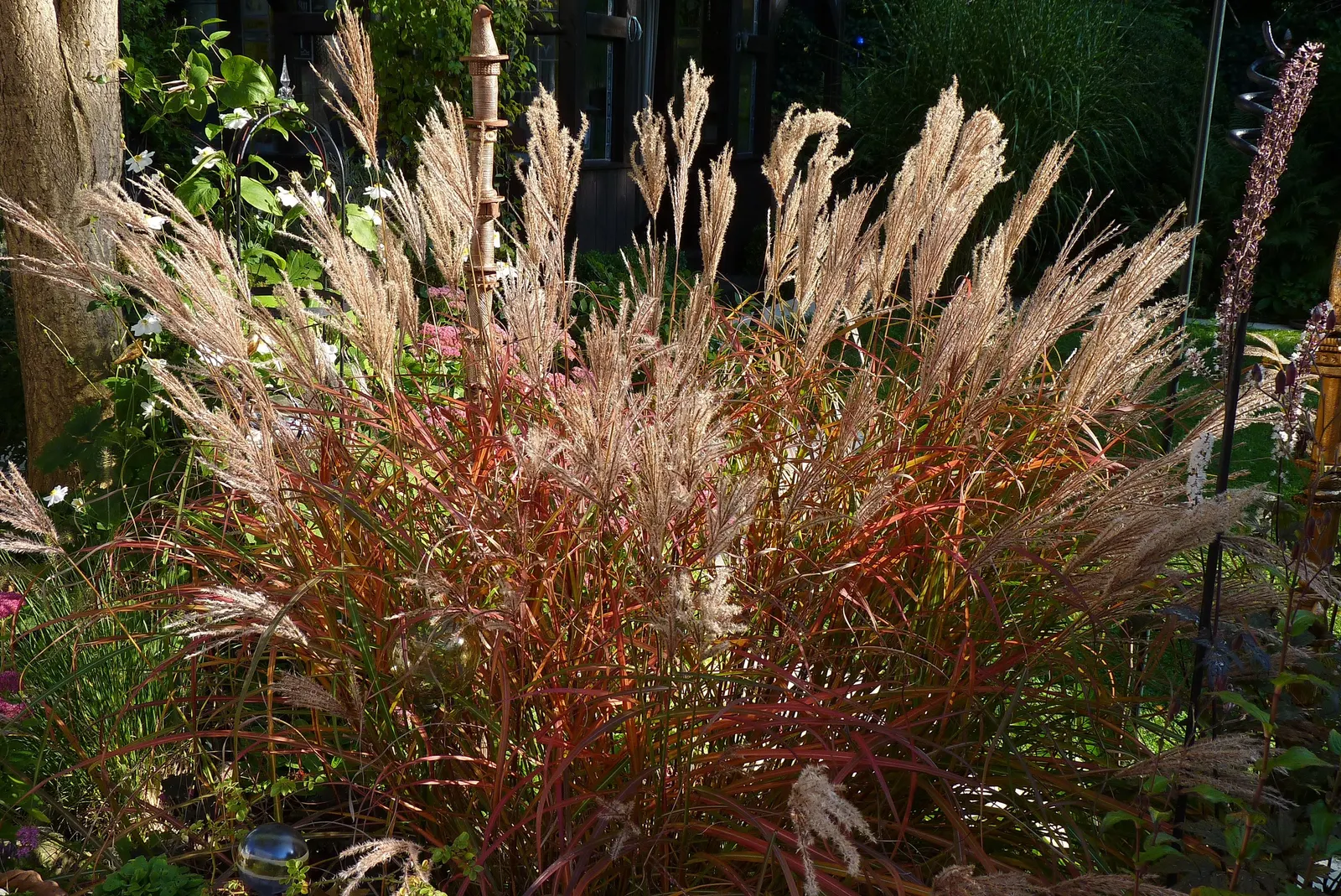 Ferner Osten Dwarf Maiden Grass (Miscanthus Sinensis 'Ferner Osten') — Miscanthus sinensis 'Ferner Osten,' commonly referred to as Ferner Osten Dwarf Maiden