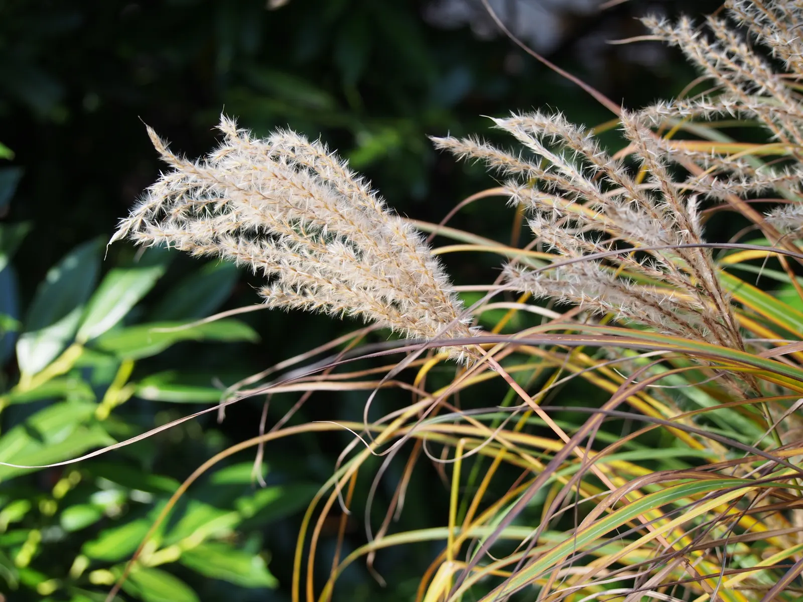 Ferner Osten Dwarf Maiden Grass (Miscanthus Sinensis 'Ferner Osten') — Hardy and low-maintenance, it thrives in full sun and well-drained soil, zones 5-9
