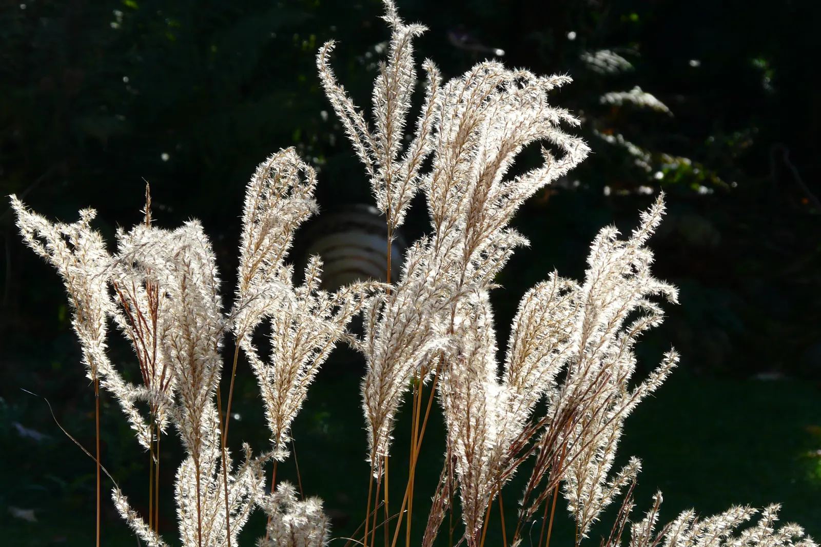 Ferner Osten Dwarf Maiden Grass (Miscanthus Sinensis 'Ferner Osten') — is a striking ornamental grass