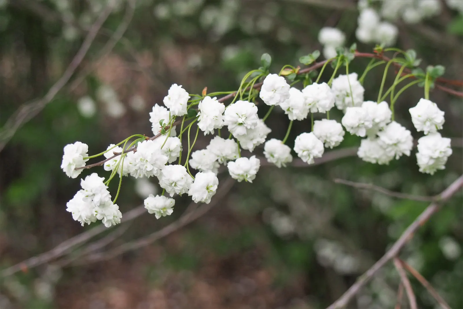 Bridal Wreath (Spiraea X Vanhouttei) — These blossoms burst forth in profusion along the length of the arching branches
