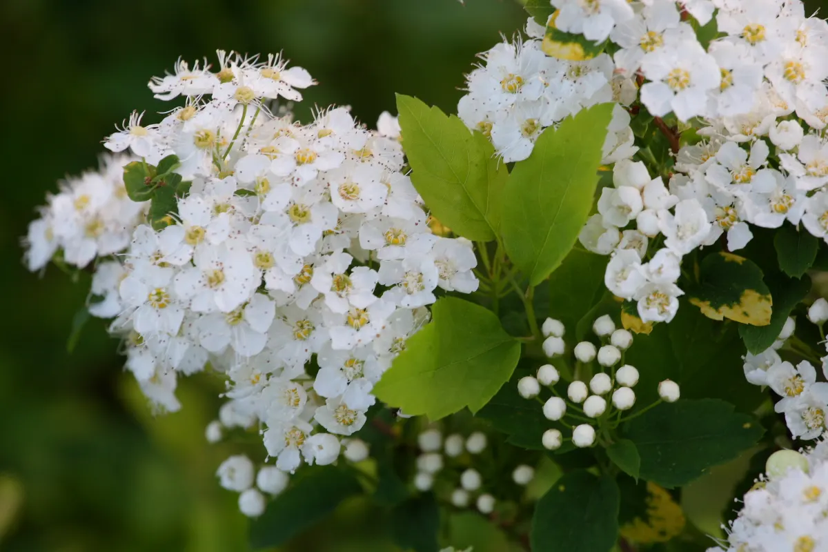 Bridal Wreath (Spiraea X Vanhouttei) — Preferring full sun to partial shade, it flourishes in zones 3-8; with a subtle autumn display of yellow to, image 65