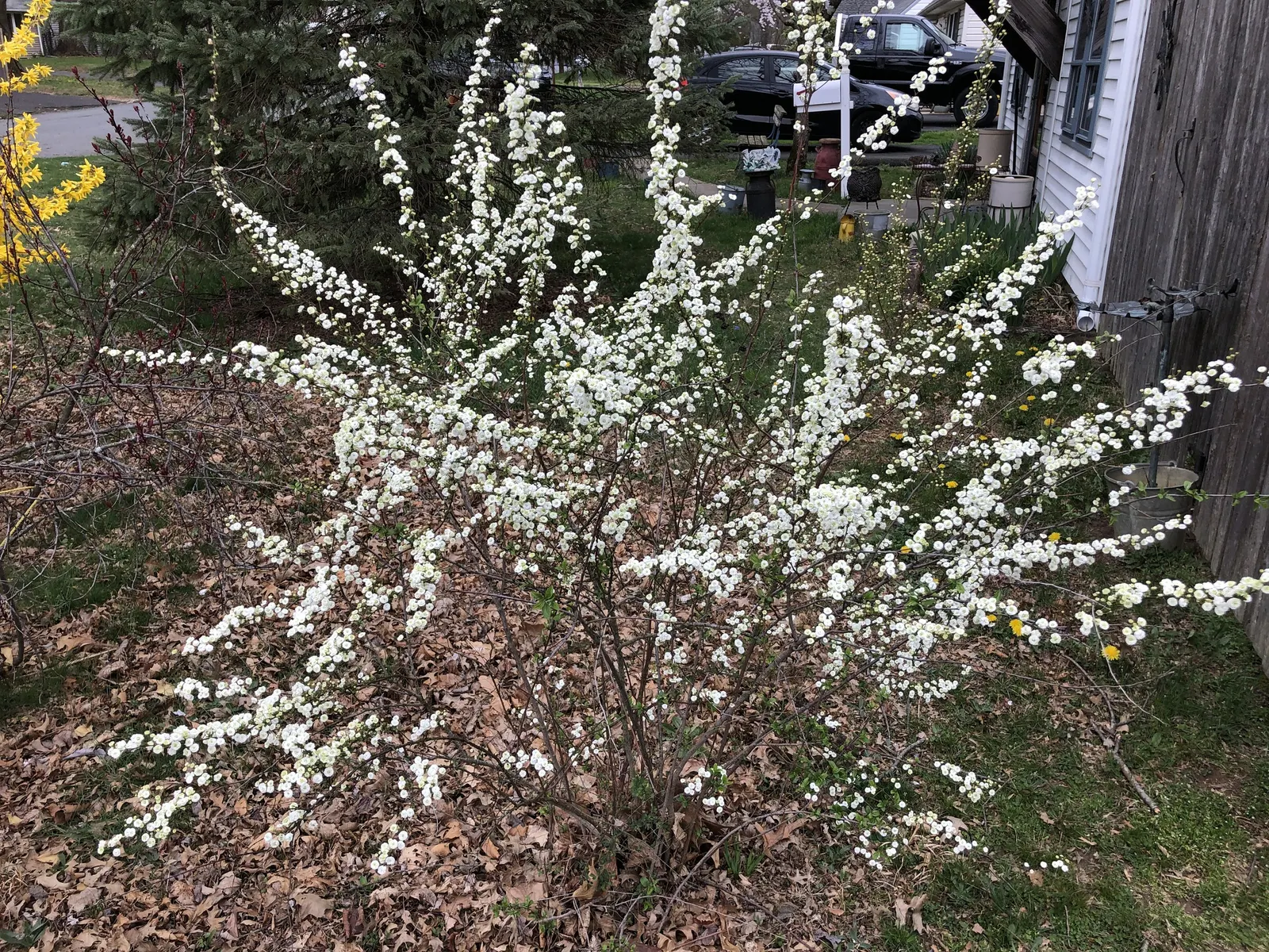 Bridal Wreath (Spiraea X Vanhouttei) — usually in late April to May