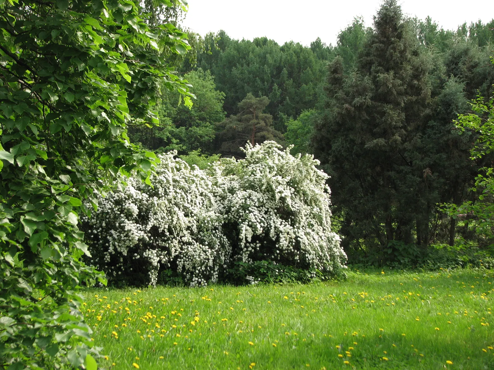Bridal Wreath (Spiraea X Vanhouttei) — shrub with white blooms; with a subtle autumn display of yellow to reddish hues, image 83