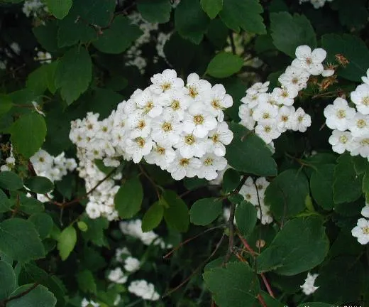 Bridal Wreath (Spiraea X Vanhouttei) — This deciduous shrub reaches 5-8 feet in height with a similar spread, presenting a fountain-like form; peak, image 43