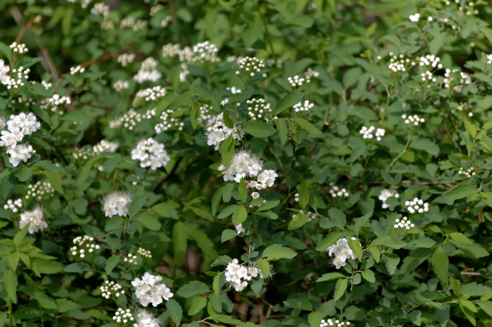Bridal Wreath (Spiraea X Vanhouttei) — and requires minimal maintenance; gardeners will appreciate Bridal Wreath Spirea for its easy care and, image 78