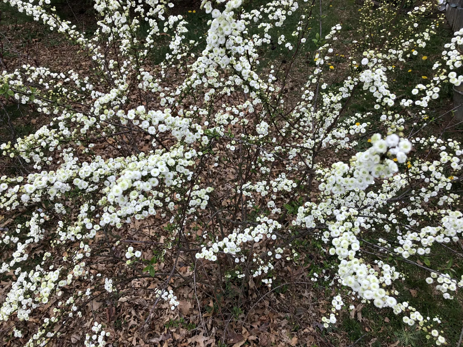 Bridal Wreath (Spiraea X Vanhouttei) — Peak bloom occurs in late spring to early summer