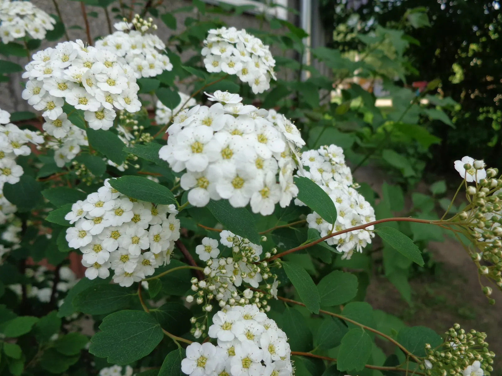 Bridal Wreath (Spiraea X Vanhouttei) — Preferring full sun to partial shade, it flourishes in zones 3-8