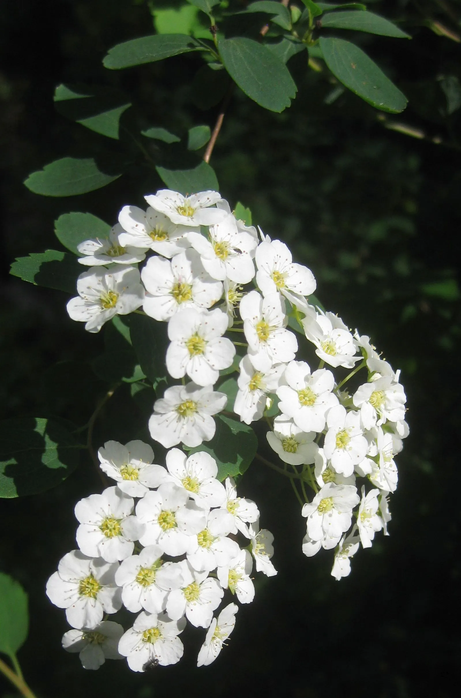 Bridal Wreath (Spiraea X Vanhouttei) — adding fine textural contrast to the landscape.<br><br>For optimal blooming; peak bloom occurs in late, image 55