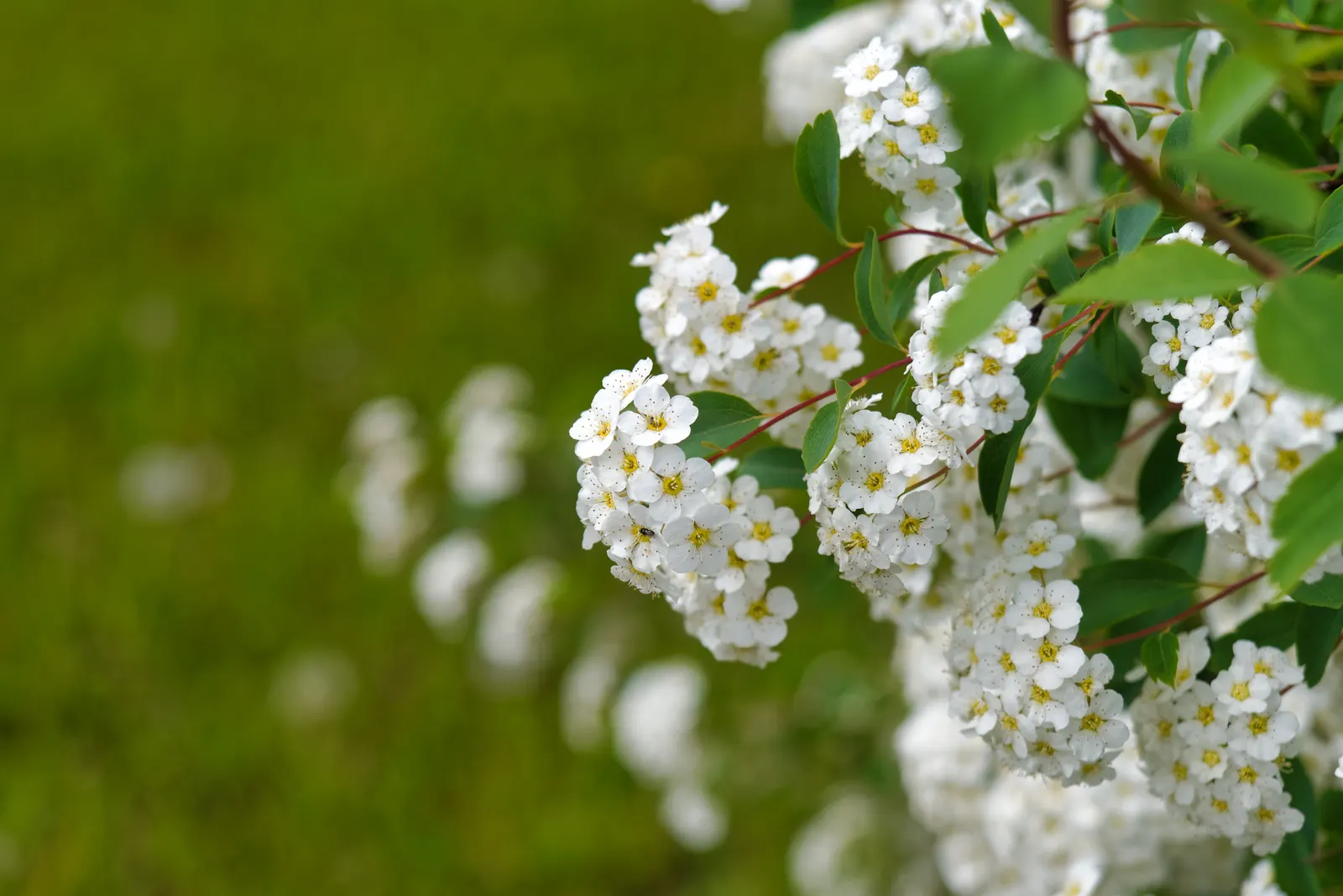 Bridal Wreath (Spiraea X Vanhouttei) — This deciduous shrub reaches 5-8 feet in height with a similar spread, presenting a fountain-like form; peak, image 64