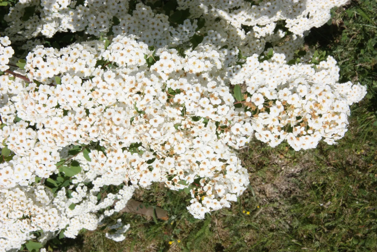 Bridal Wreath (Spiraea X Vanhouttei) — Peak bloom occurs in late spring to early summer, image 67