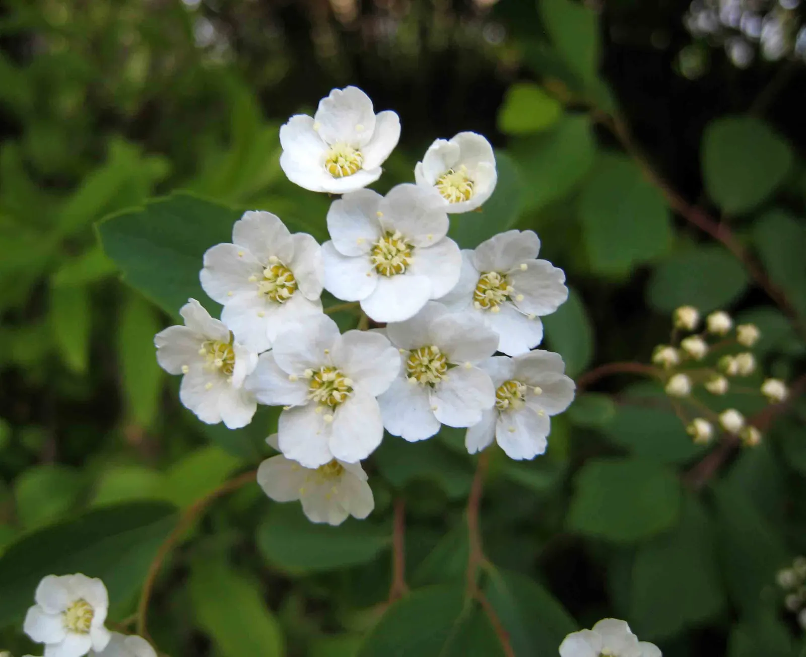 Bridal Wreath (Spiraea X Vanhouttei) — creating an effect reminiscent of a frothy; with a subtle autumn display of yellow to reddish hues, image 50