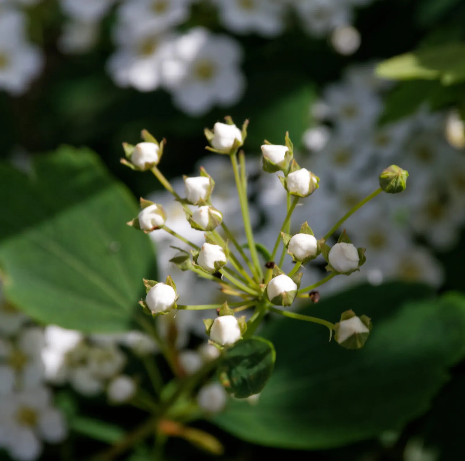Bridal Wreath (Spiraea X Vanhouttei) — it is drought tolerant once established and can thrive in USDA zones 3 to 8; peak bloom occurs in late, image 58