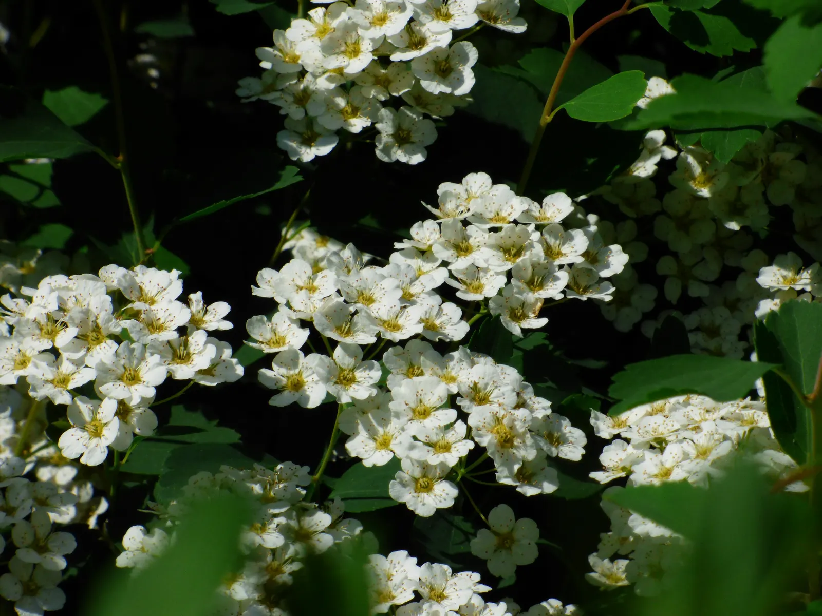 Bridal Wreath (Spiraea X Vanhouttei) — the Spiraea x vanhouttei should be planted in full sun to partial shade in well-drained soil; with a subtle, image 77