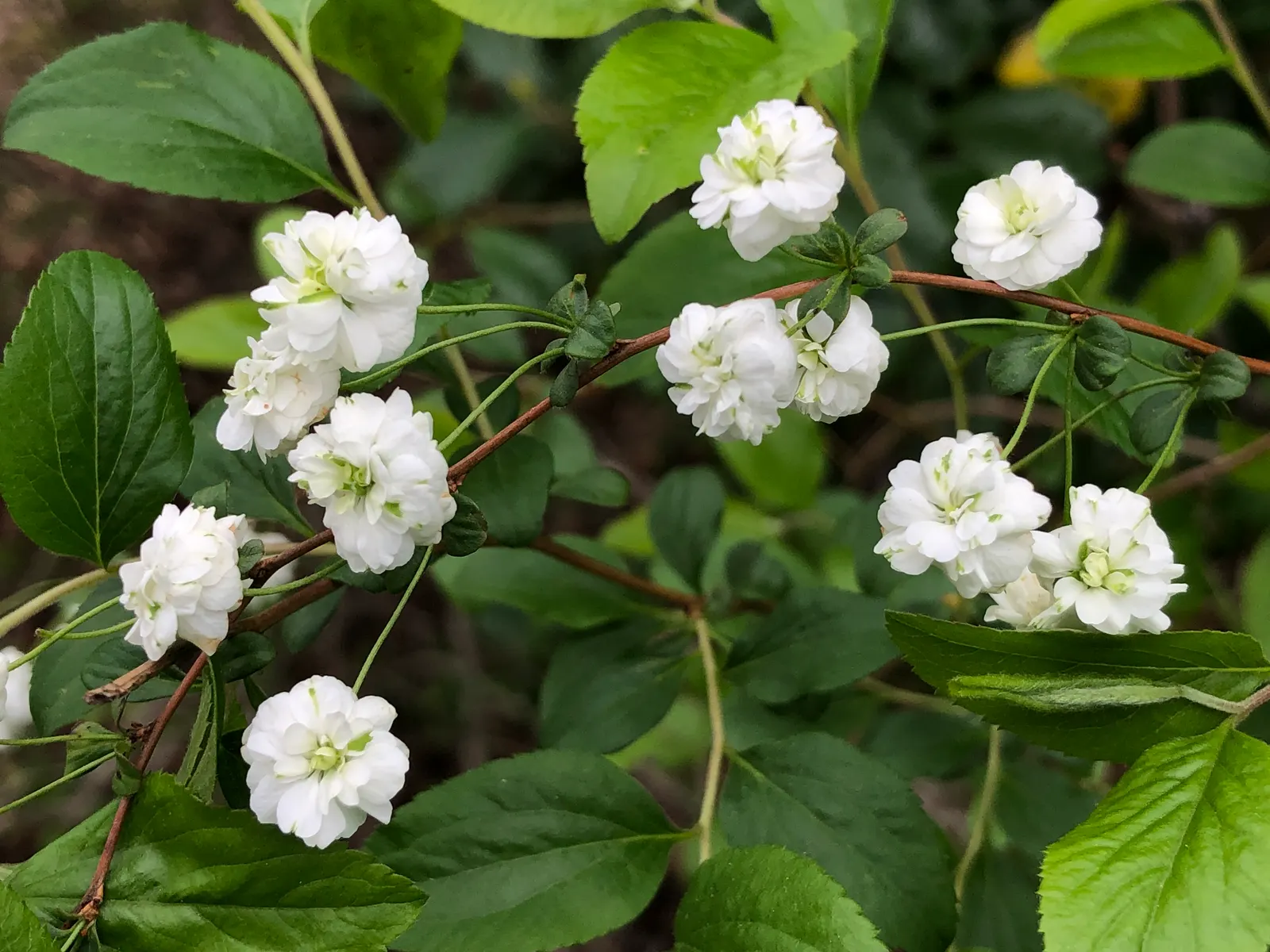 Bridal Wreath (Spiraea X Vanhouttei) — emerging as blue-green and maturing to a lighter green in summer