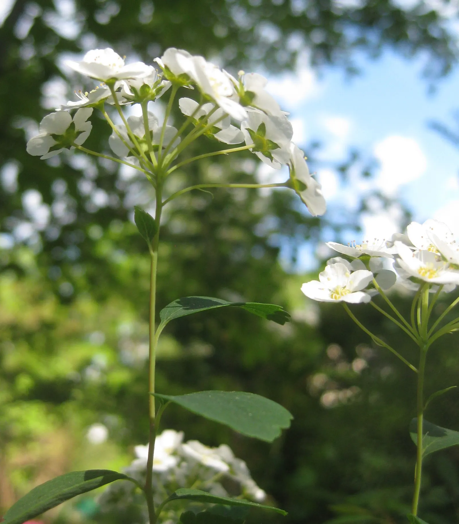 Bridal Wreath (Spiraea X Vanhouttei) — usually in late April to May; gardeners will appreciate Bridal Wreath Spirea for its easy care and, image 72