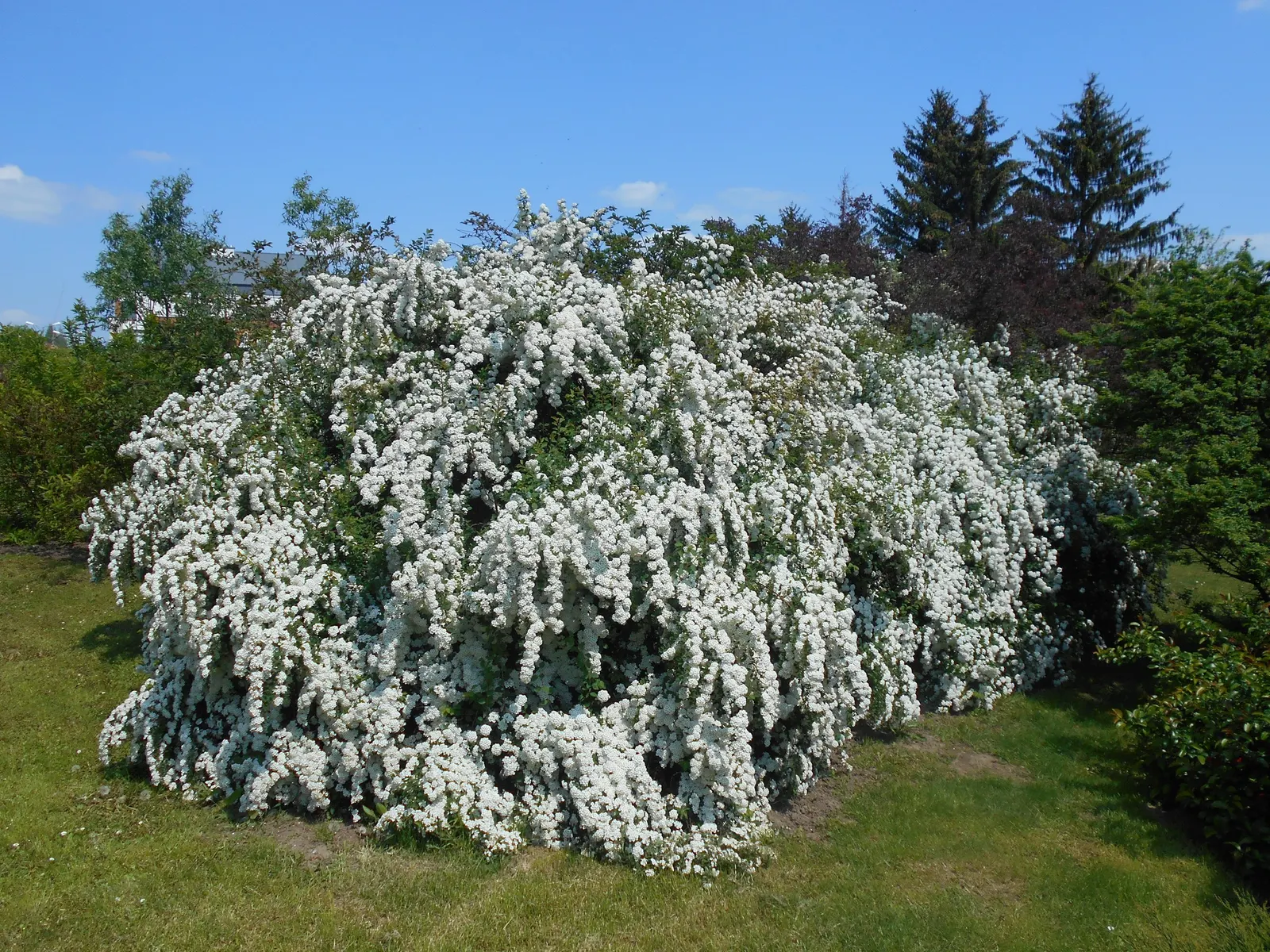 Bridal Wreath (Spiraea X Vanhouttei) — shrub with white blooms; with a subtle autumn display of yellow to reddish hues, image 62