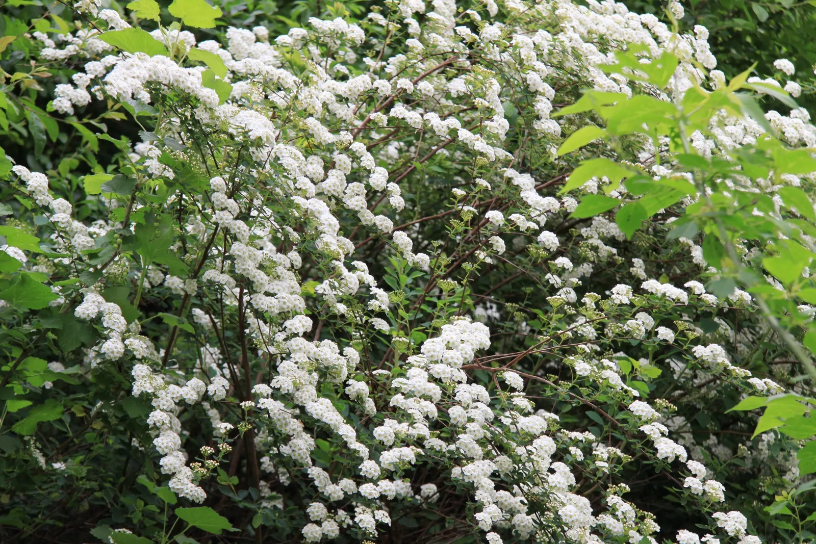 Bridal Wreath (Spiraea X Vanhouttei) — With a rapid growth rate, it can serve as a vibrant privacy screen or windbreak when planted in rows; with a, image 59