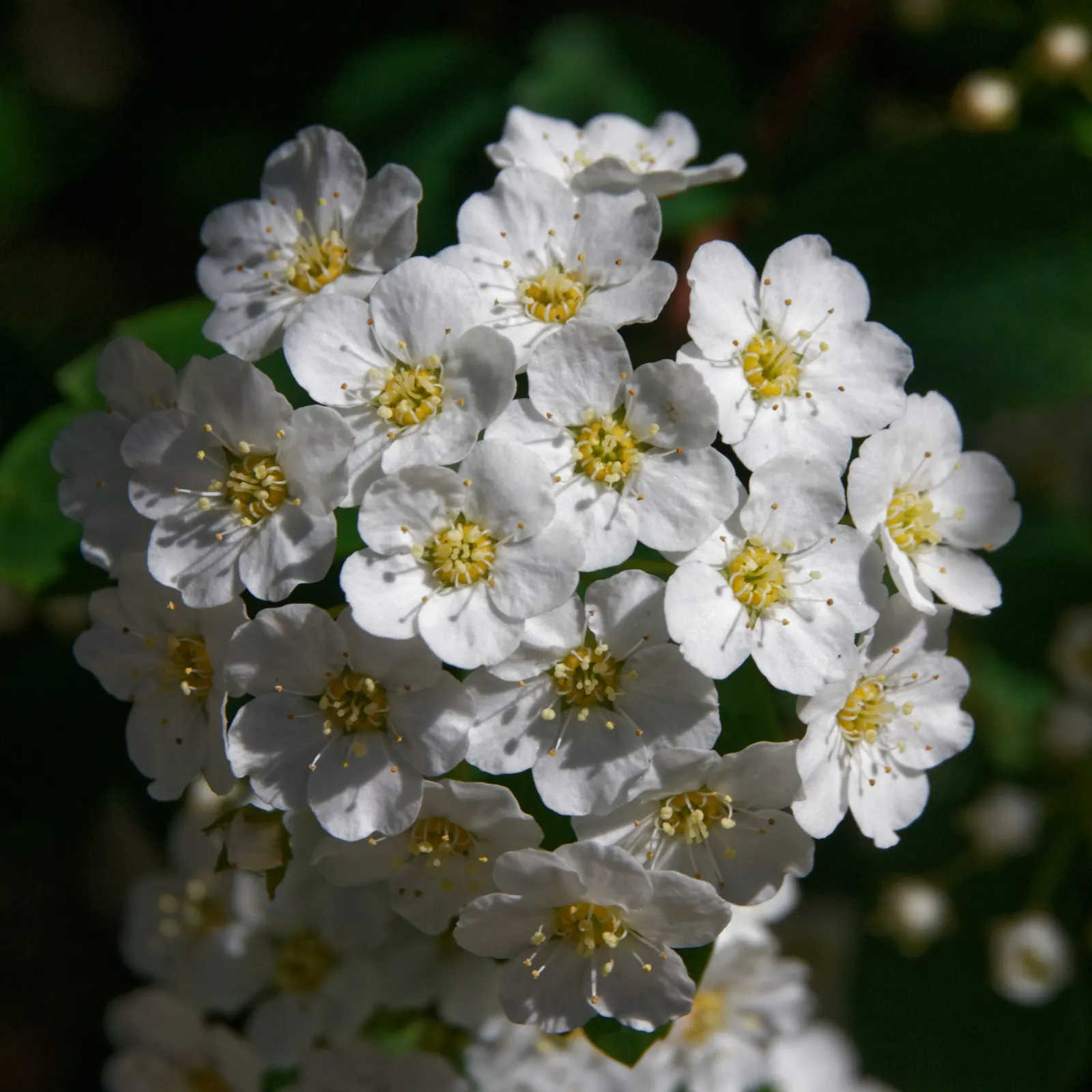 Bridal Wreath (Spiraea X Vanhouttei) — white flowers in the garden; peak bloom occurs in late spring to early summer, image 61