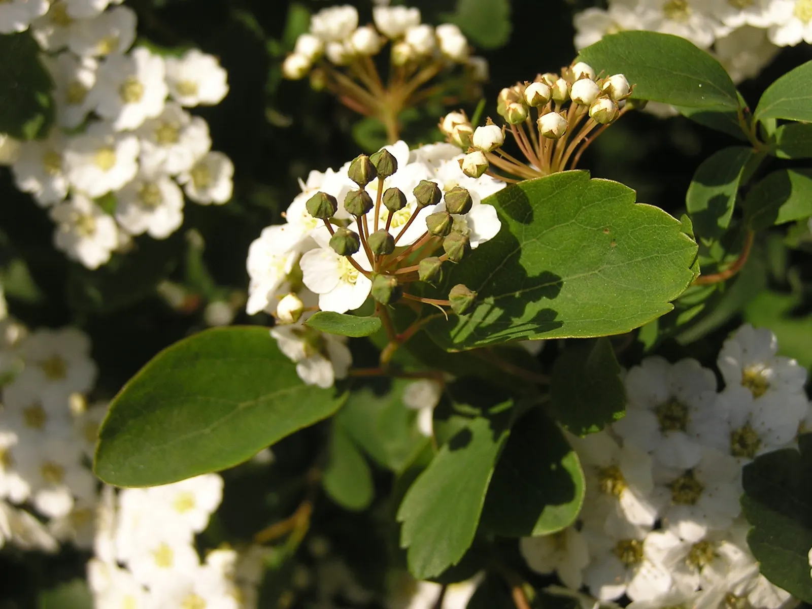 Bridal Wreath (Spiraea X Vanhouttei) — With a rapid growth rate, it can serve as a vibrant privacy screen or windbreak when planted in rows; with a, image 80
