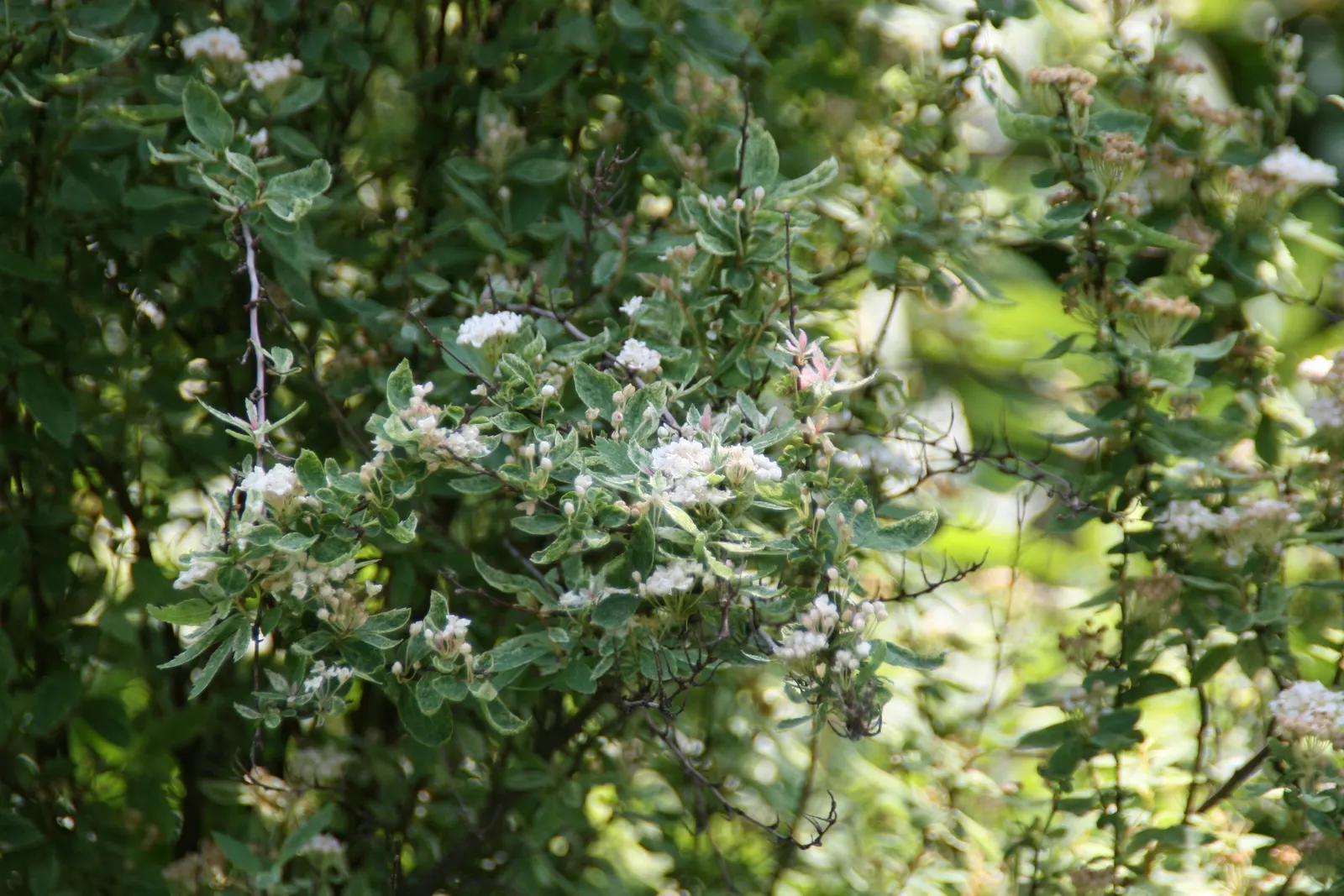 Bridal Wreath (Spiraea X Vanhouttei) — These blossoms burst forth in profusion along the length of the arching branches; peak bloom occurs in late, image 49