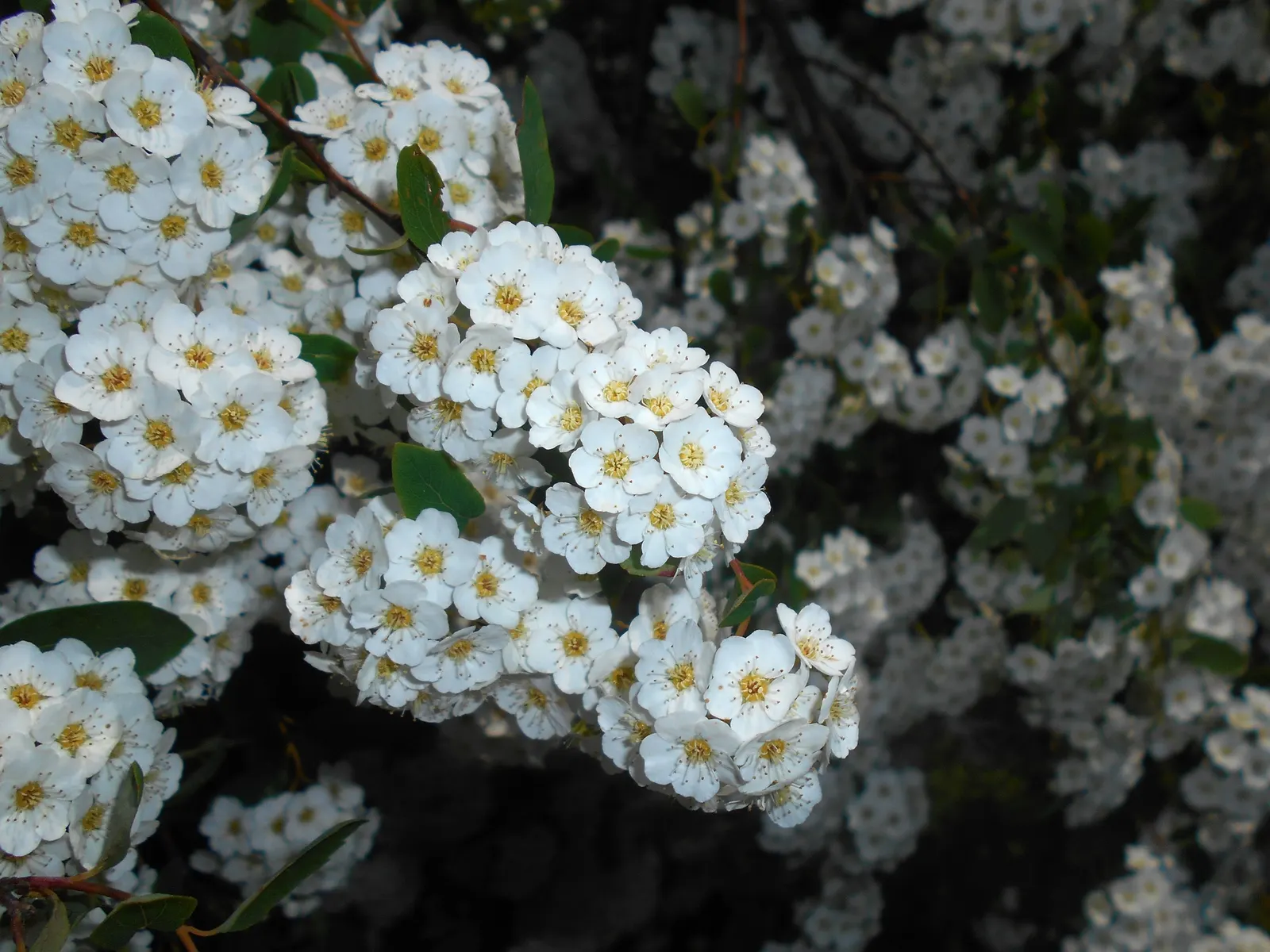 Bridal Wreath (Spiraea X Vanhouttei) — this hybrid species typically reaches heights of 5 to 8 feet with a similar spread; with a subtle autumn, image 68