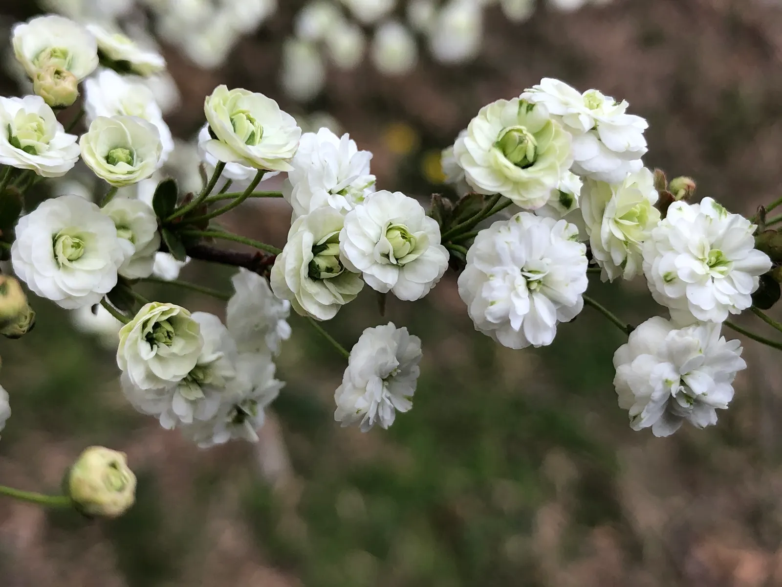 Bridal Wreath (Spiraea X Vanhouttei) — this hybrid species typically reaches heights of 5 to 8 feet with a similar spread