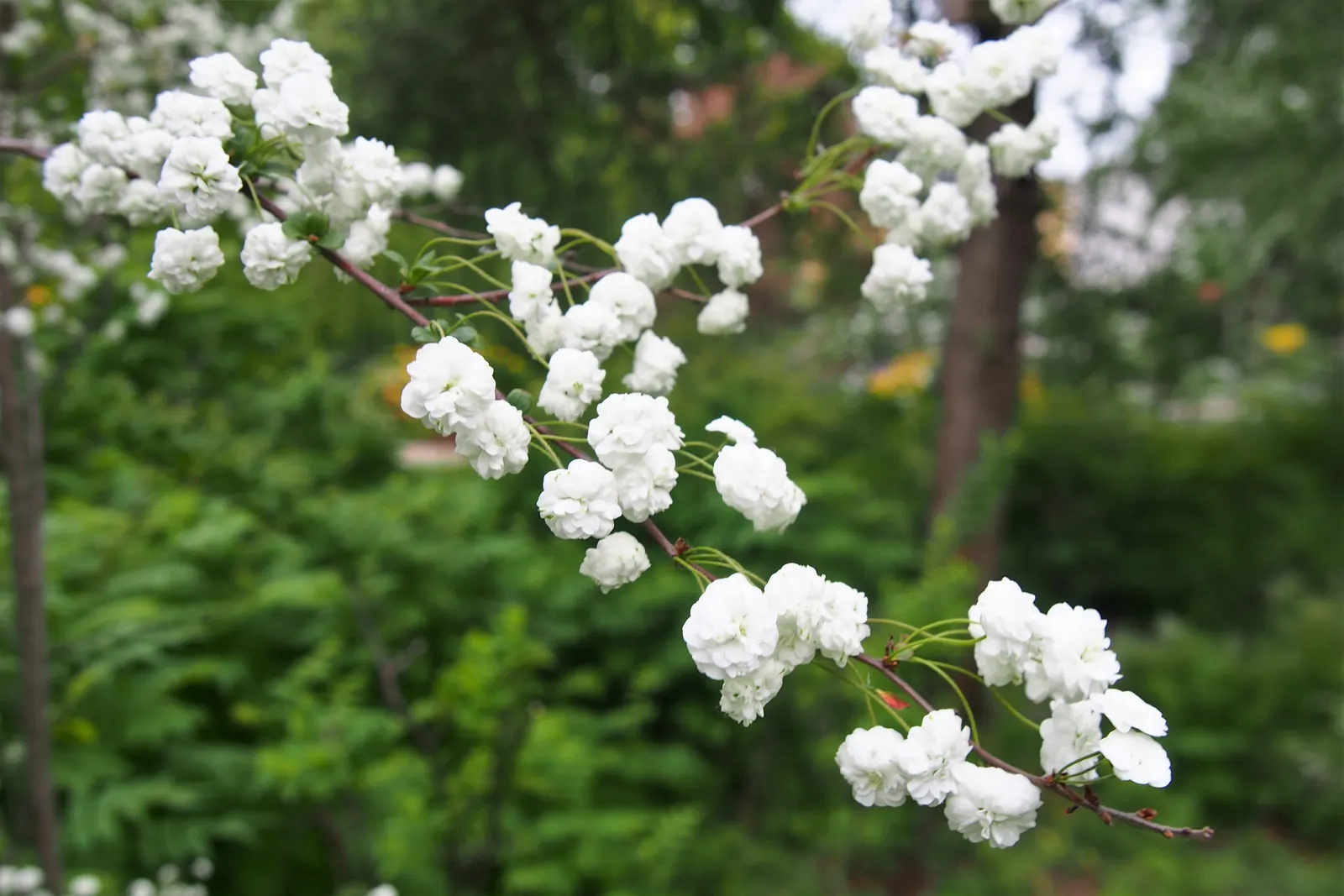 Bridal Wreath (Spiraea X Vanhouttei) — double white flowers that resemble tiny wreaths - hence its common name